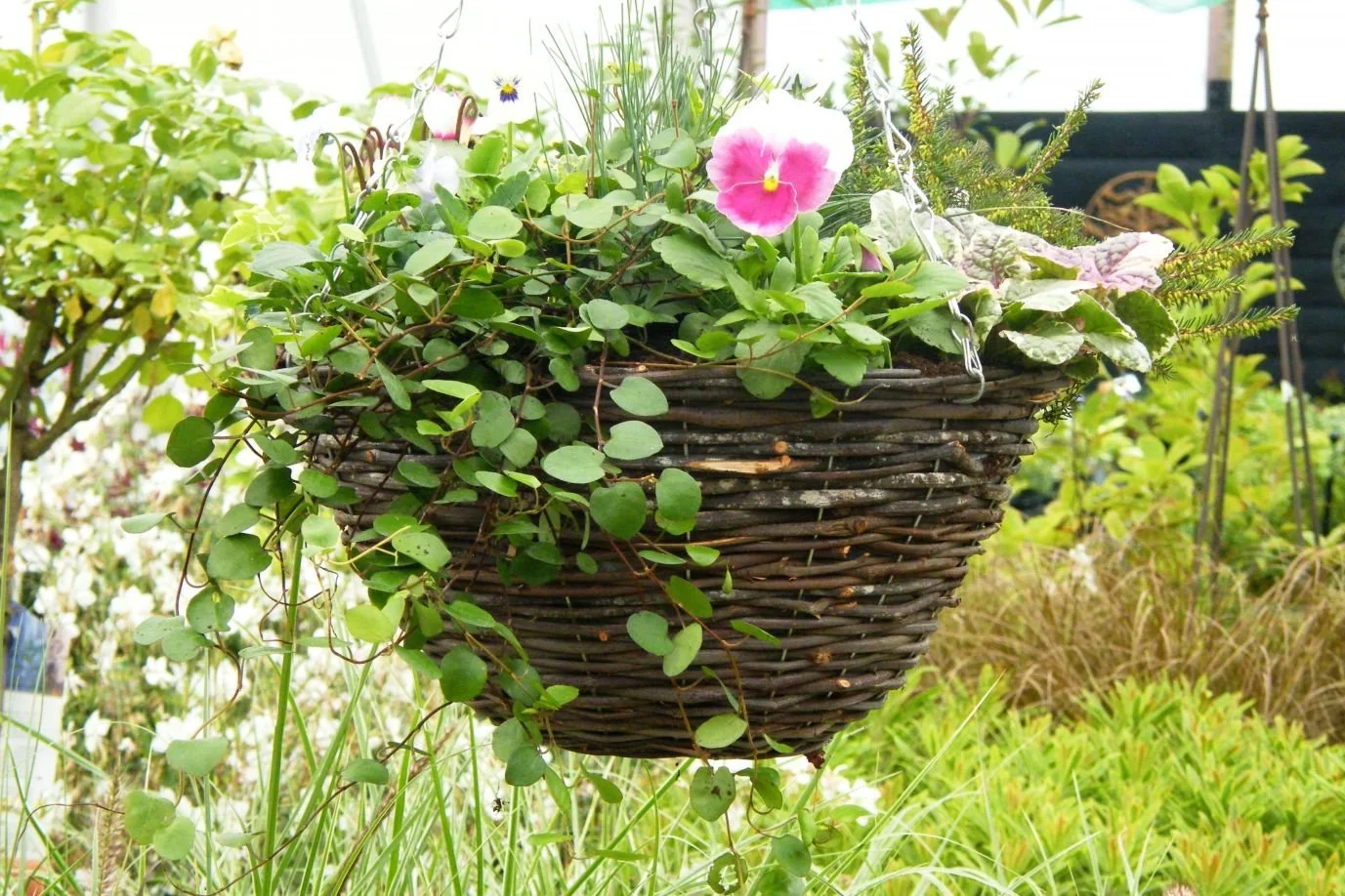 DSCF8139.jpg