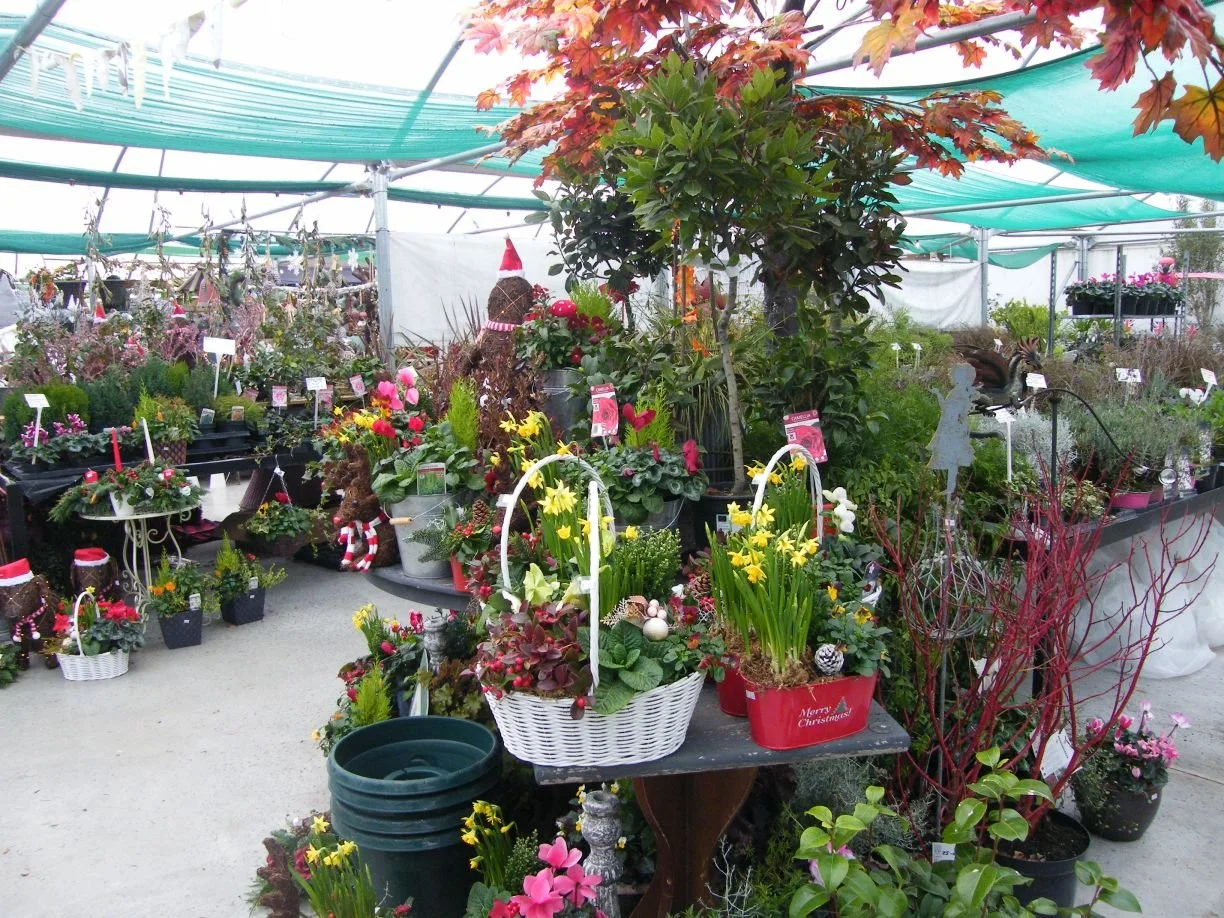DSCF8242.jpg