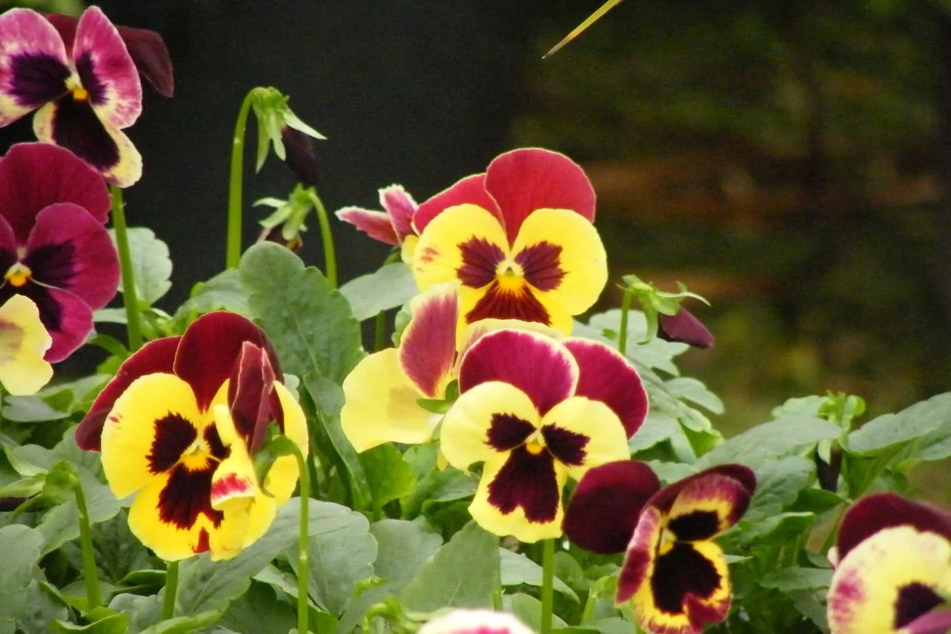 DSCF8130.jpg