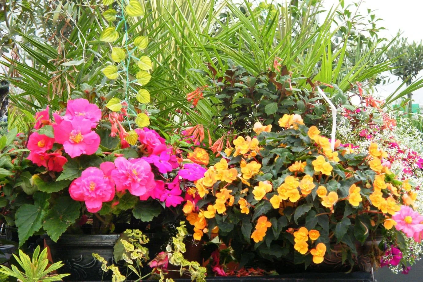 DSCF8167.jpg