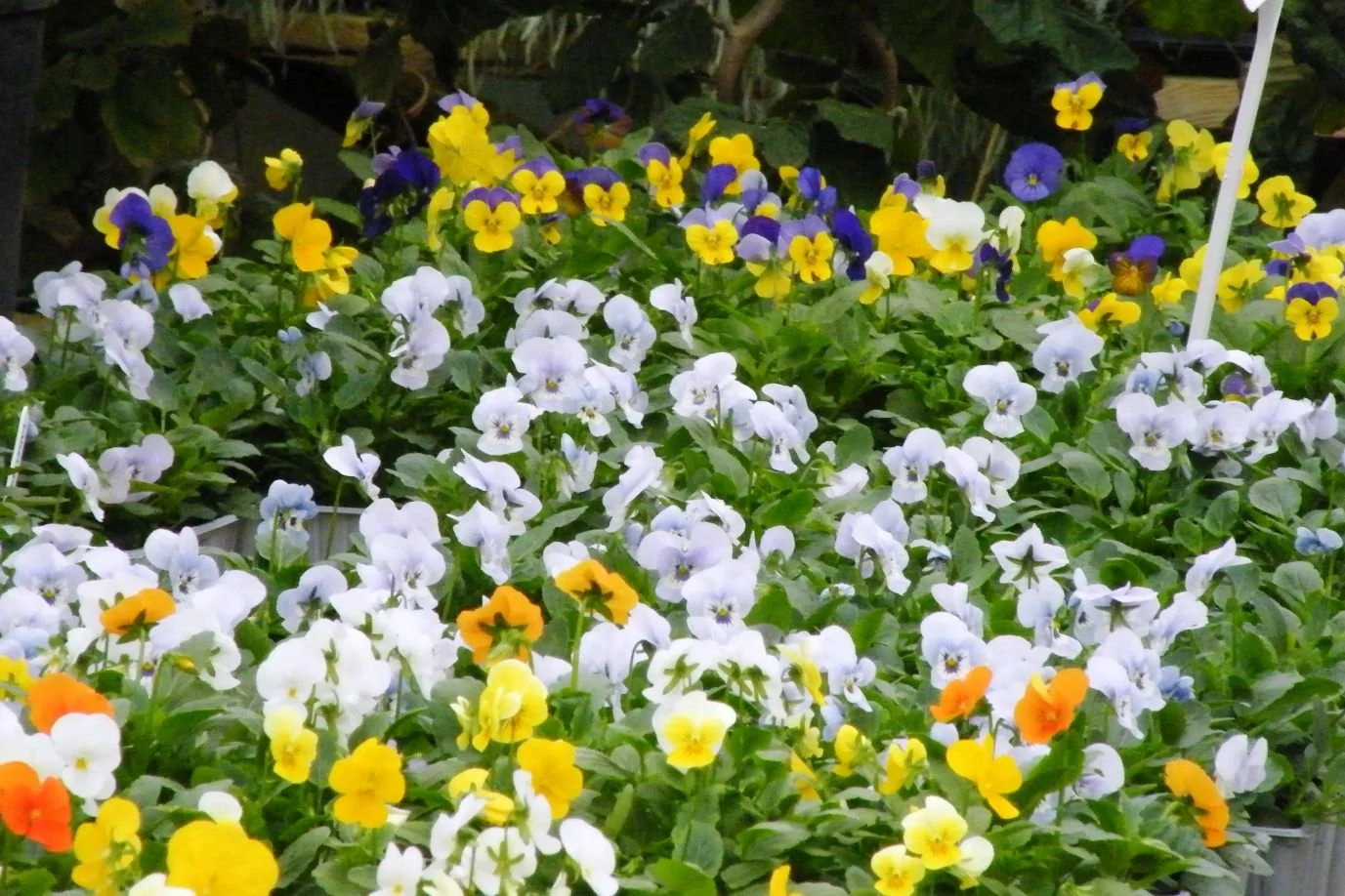 DSCF8125.jpg