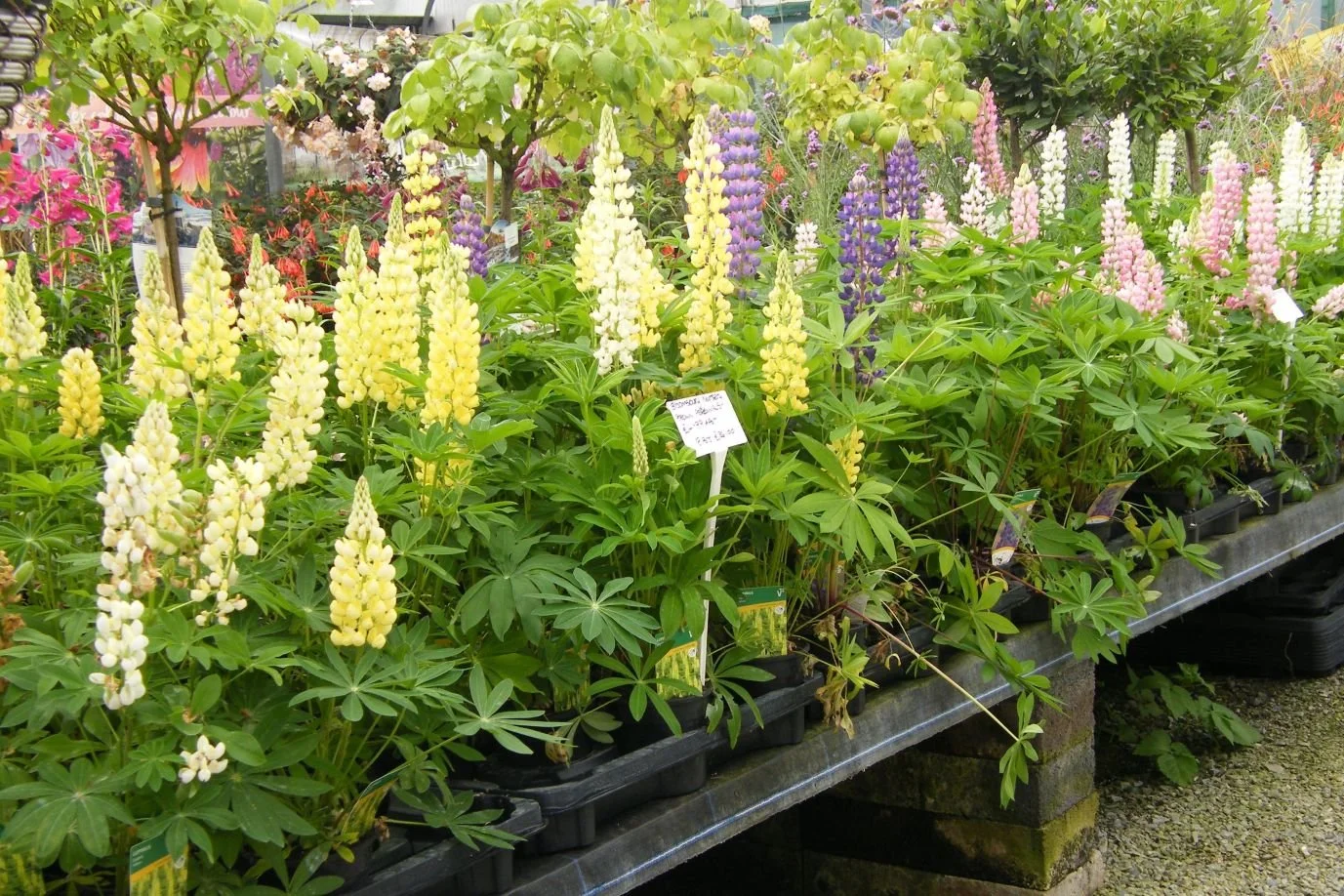 DSCF8117.jpg