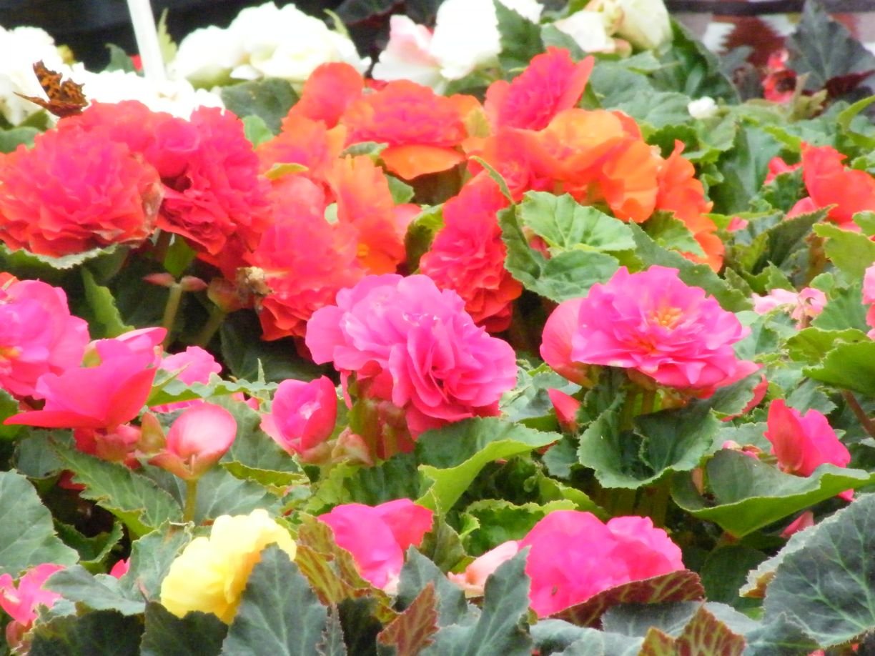 DSCF8741.jpg