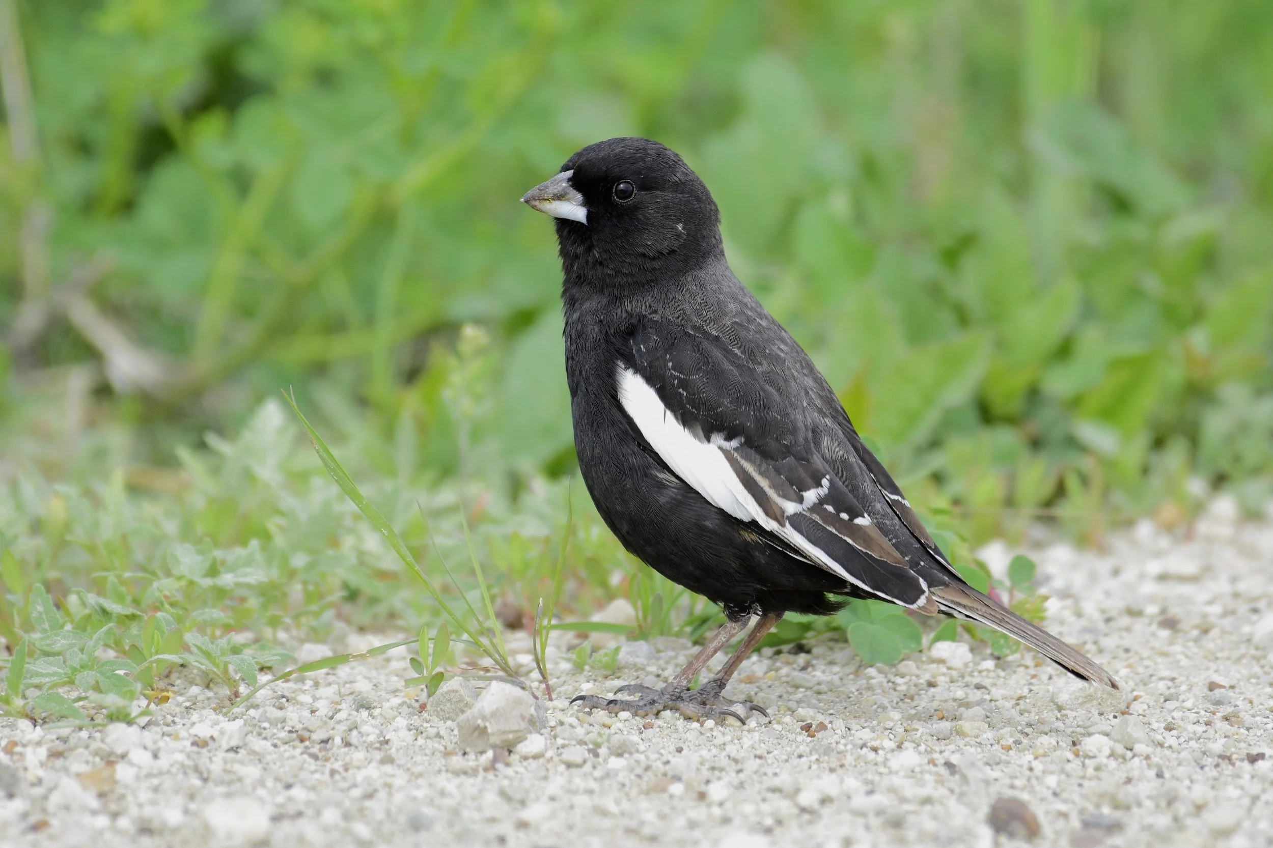 Lark Bunting - Calamospiza melanocorys