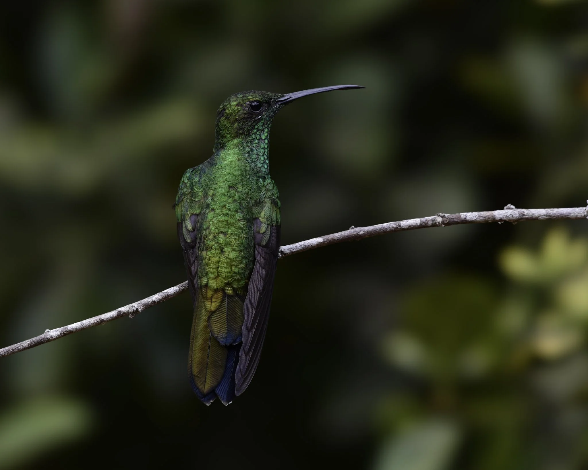 White-vented Plumeteer - Chalybura buffonii | Magdalena, Colombia