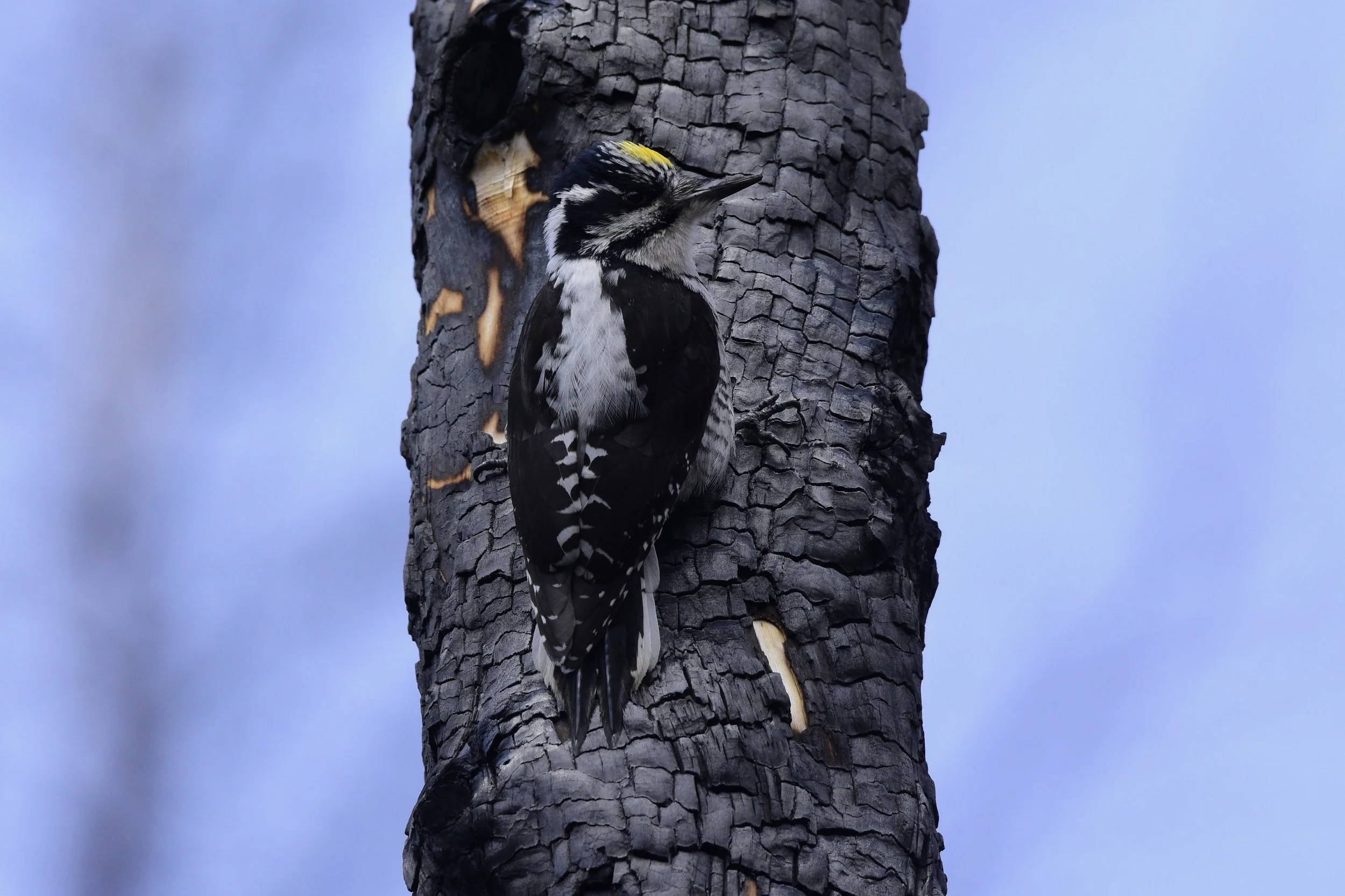 American Three-toed Woodpecker - Picoides dorsalis
