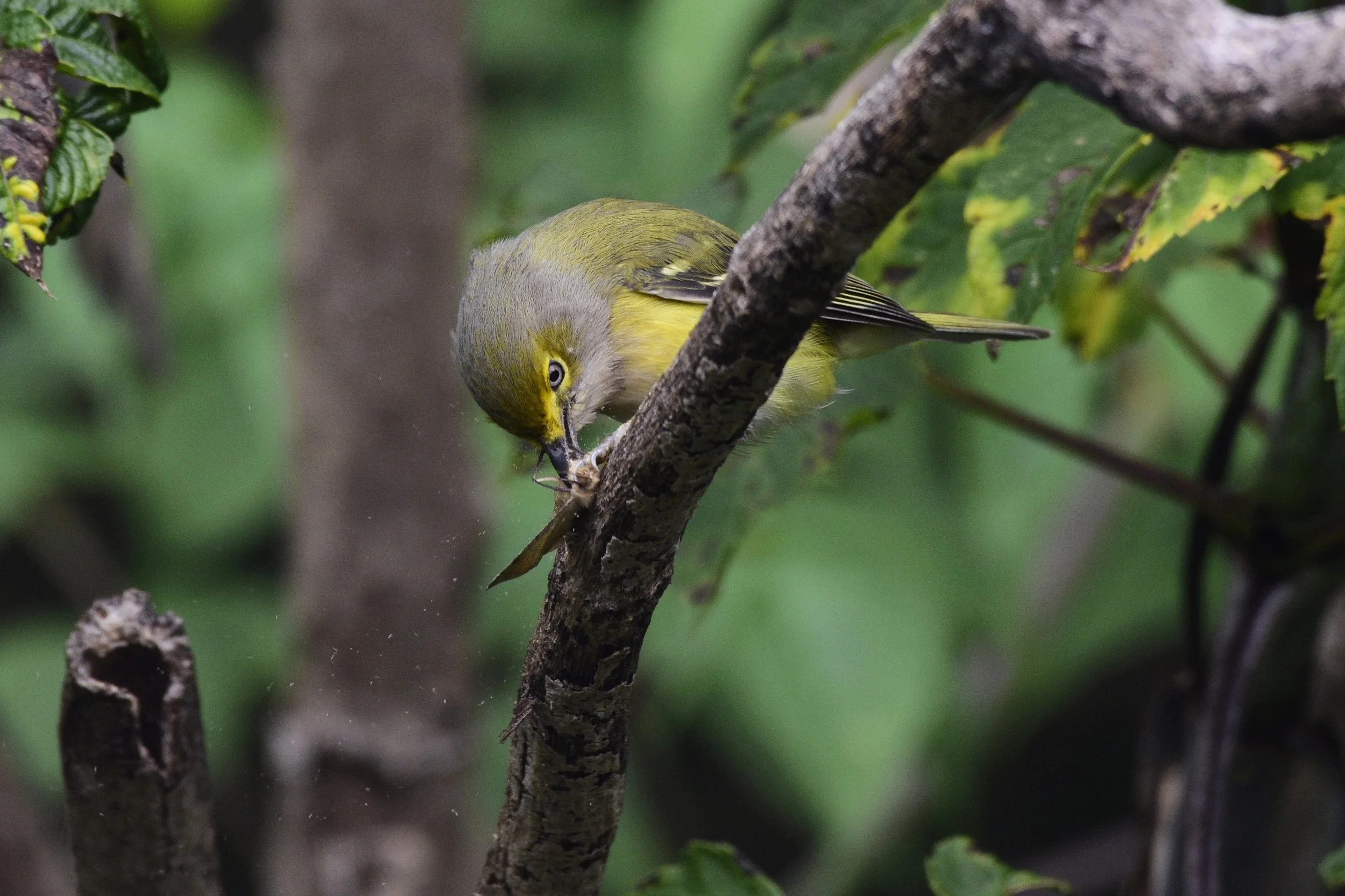   A White-eyed Vireo (Vireo griseus) wields its moth prize after having discovered the abundance of this quick snack at the Cerrito.  
