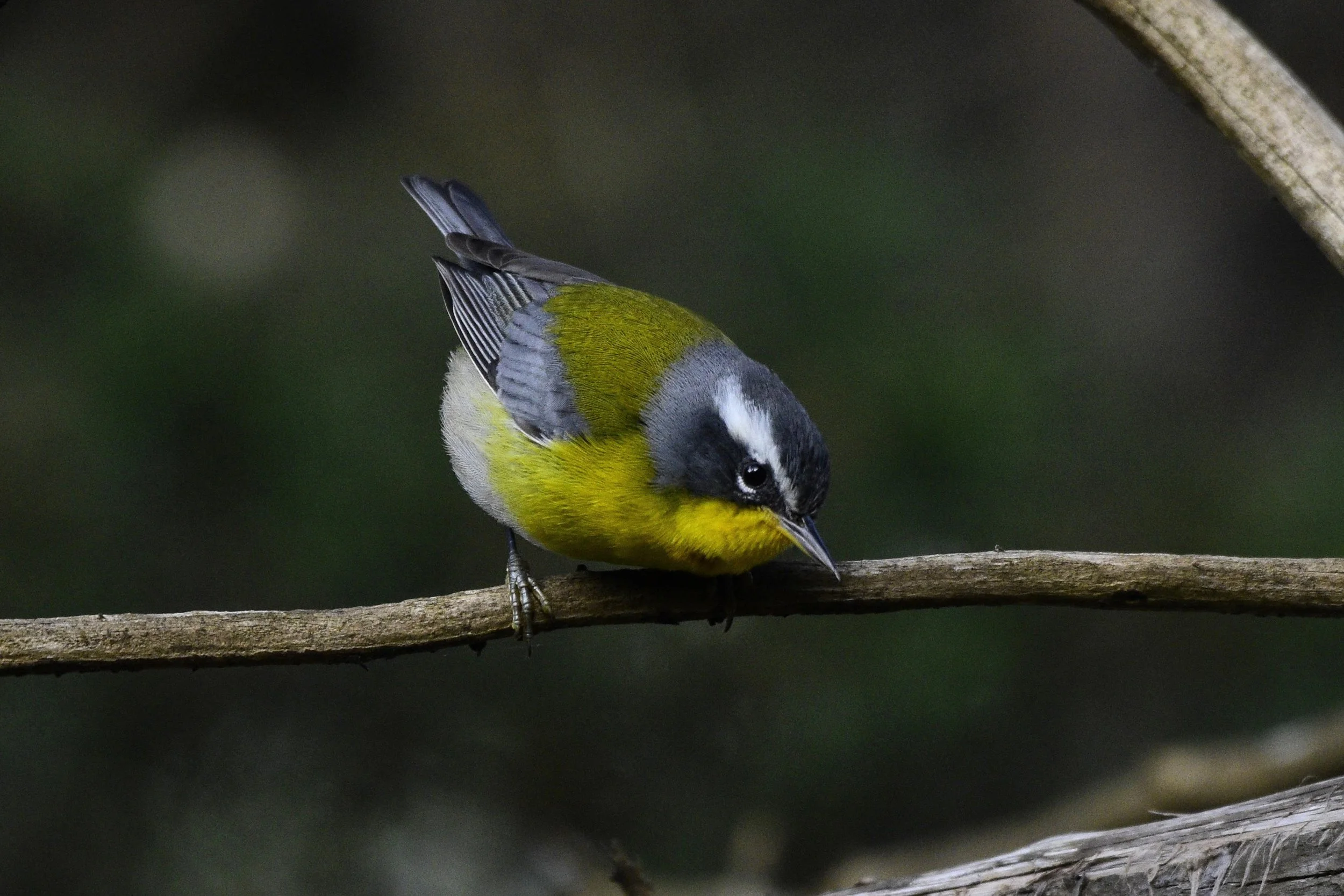 October Migration: Feeding Frenzy in Central Chiapas