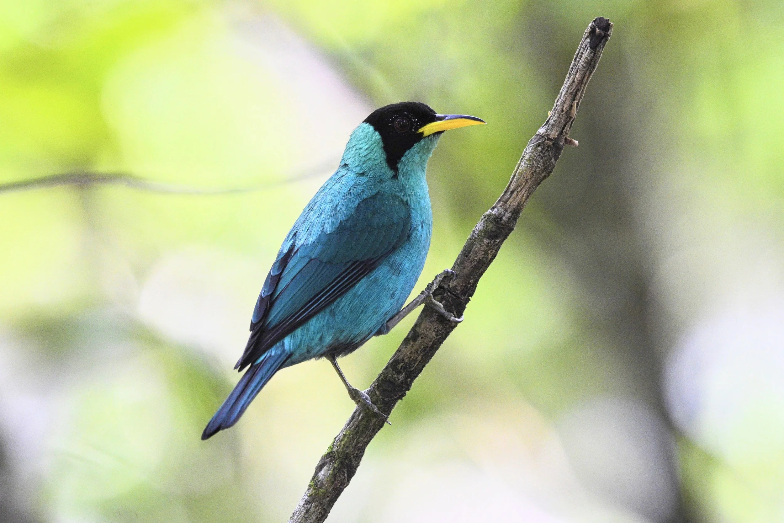 Chiapas Lowlands Birding, March 2023