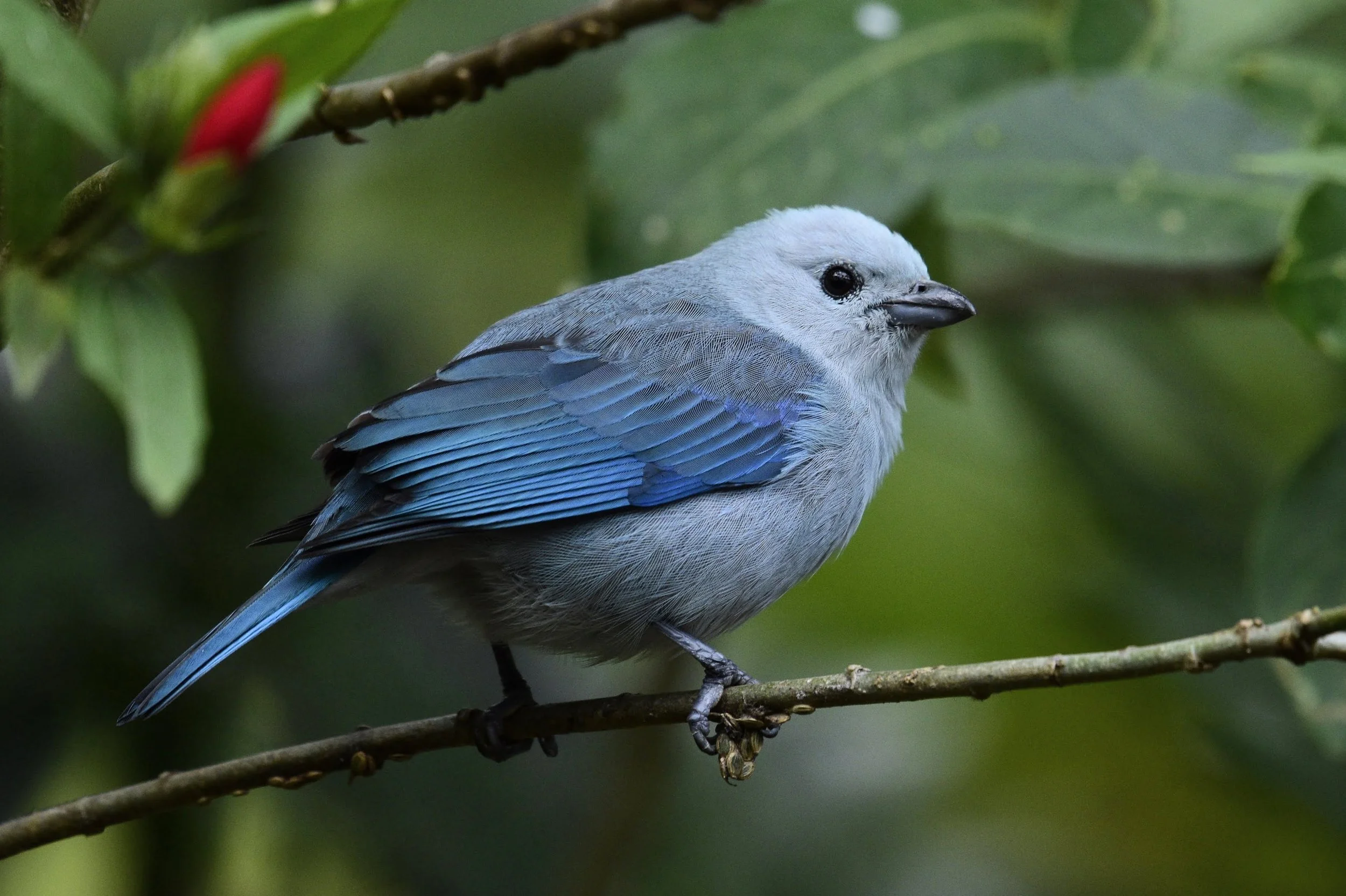 Blue-gray Tanager - Thraupis episcopus | Alajuela, Costa Rica