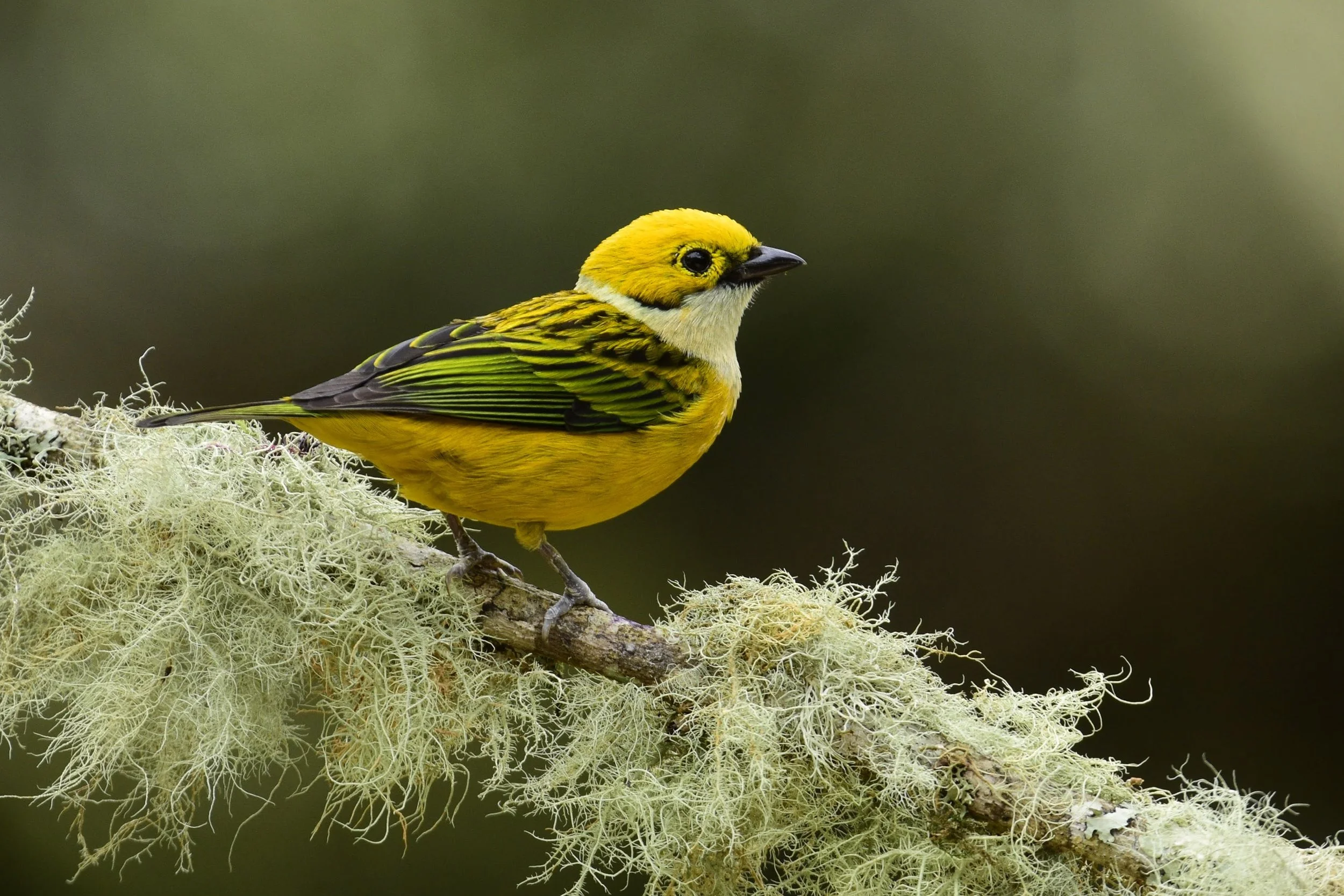 Silver-throated Tanager - Tangara icterocephala | Punta Arenas, Costa Rica