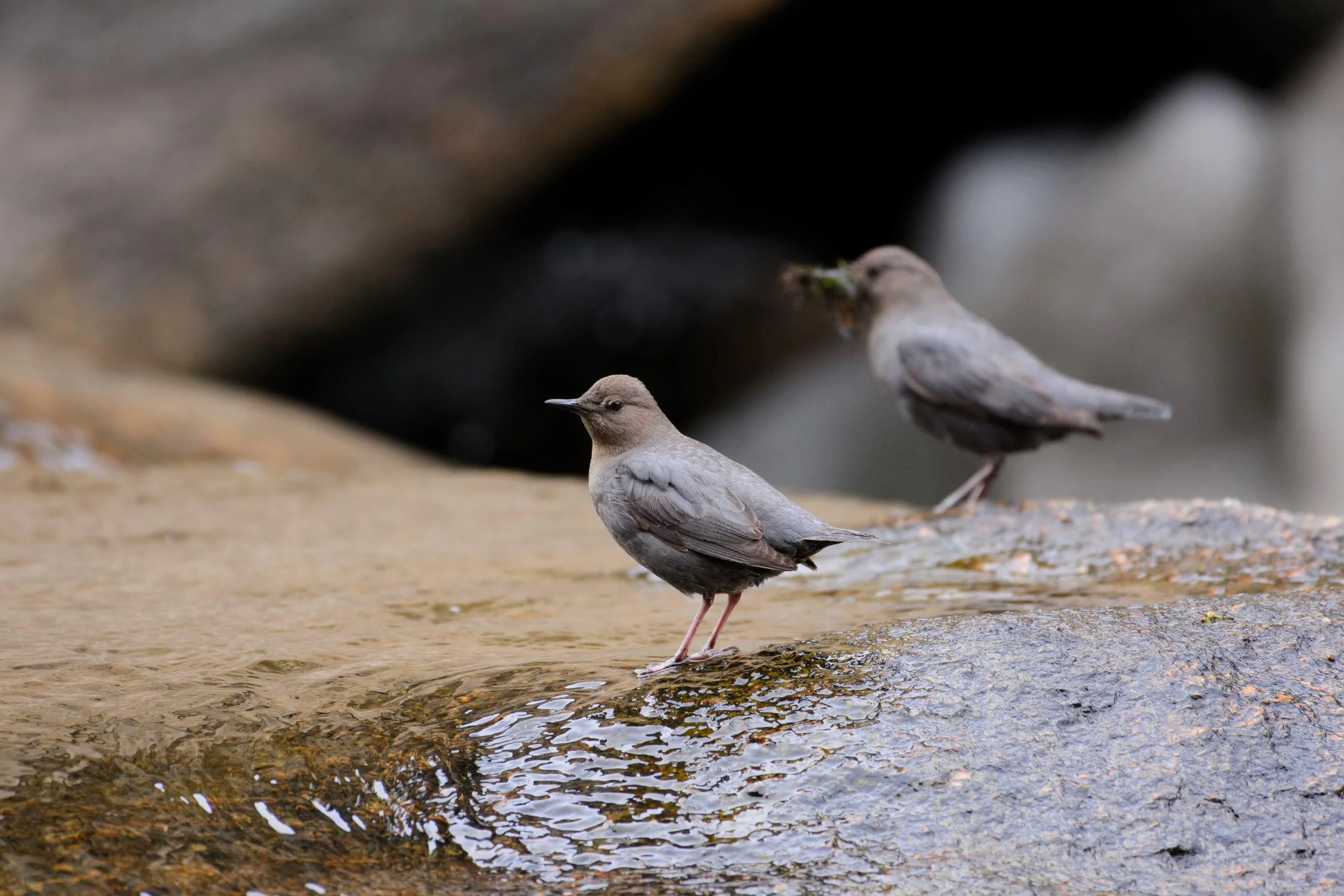 American Dipper - Cinclus mexicanoides