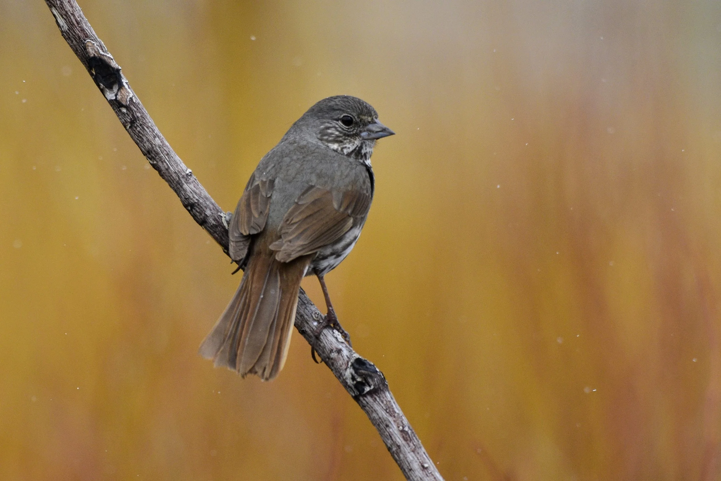 Fox Sparrow - Passerella iliaca