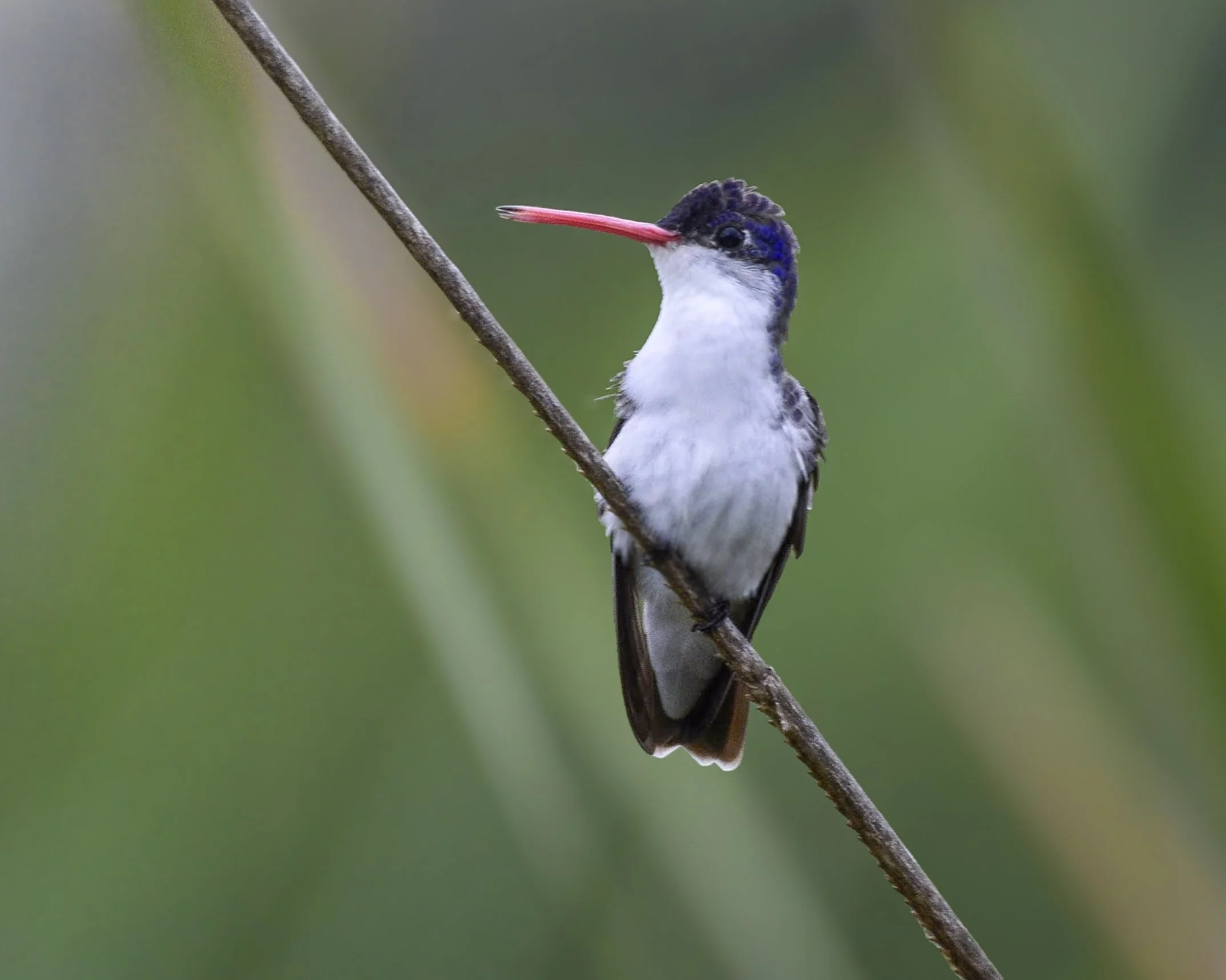 Violet-crowned Hummingbird - Ramosomyia violeceps | Sonora, México