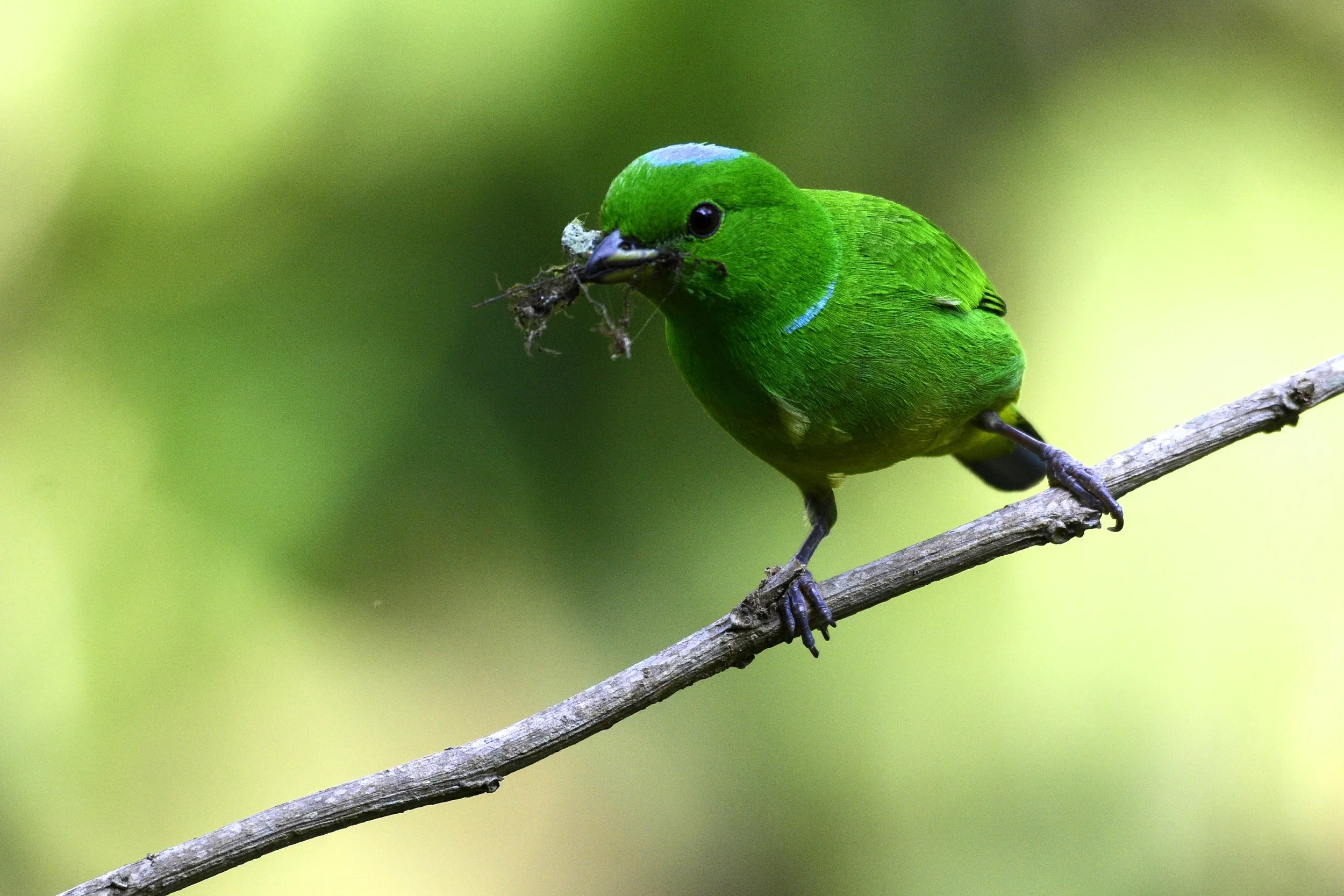 Blue-crowned Chlorophonia - Chlorophonia occipitalis