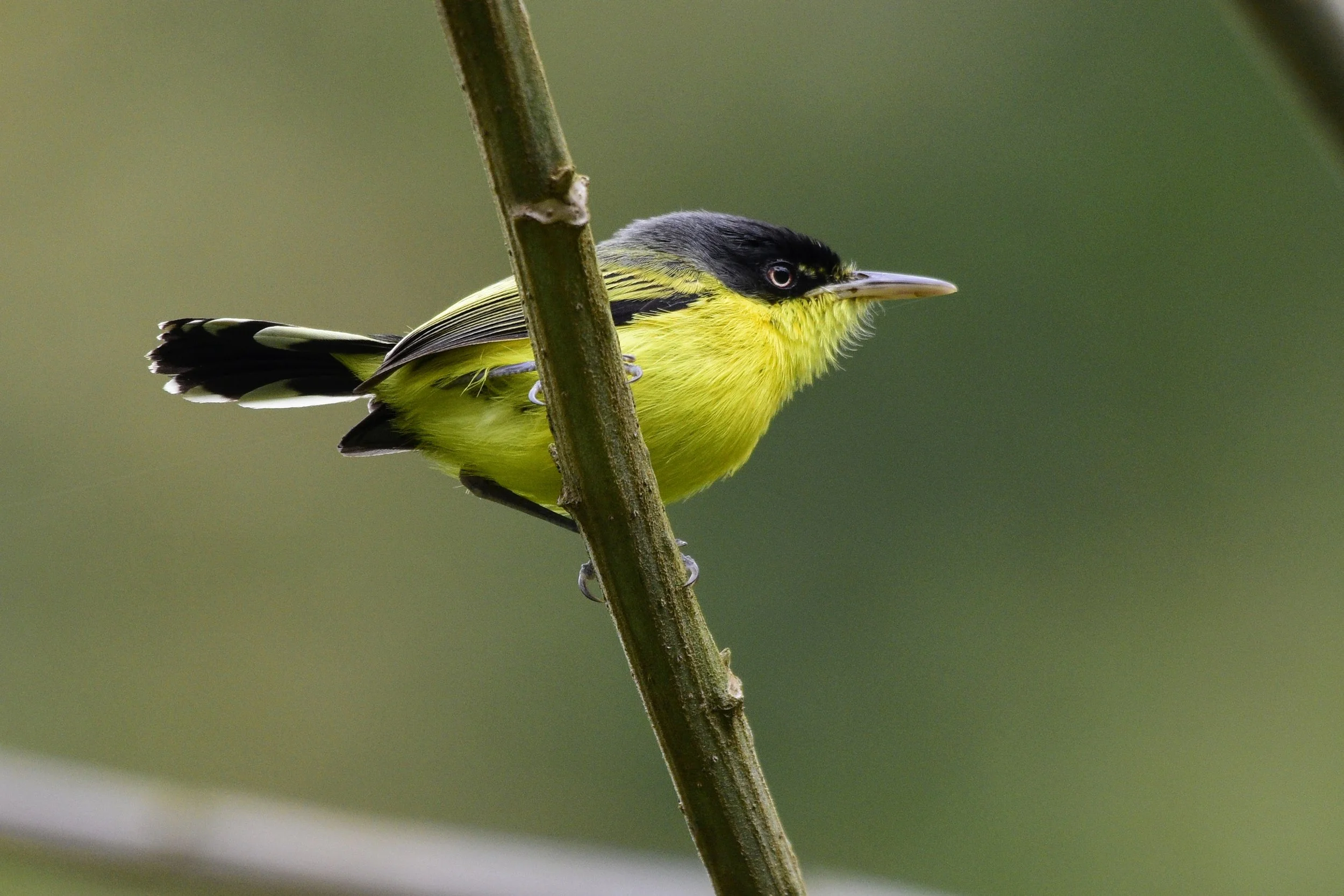 Common Tody-Flycatcher - Todirostrum cinereum