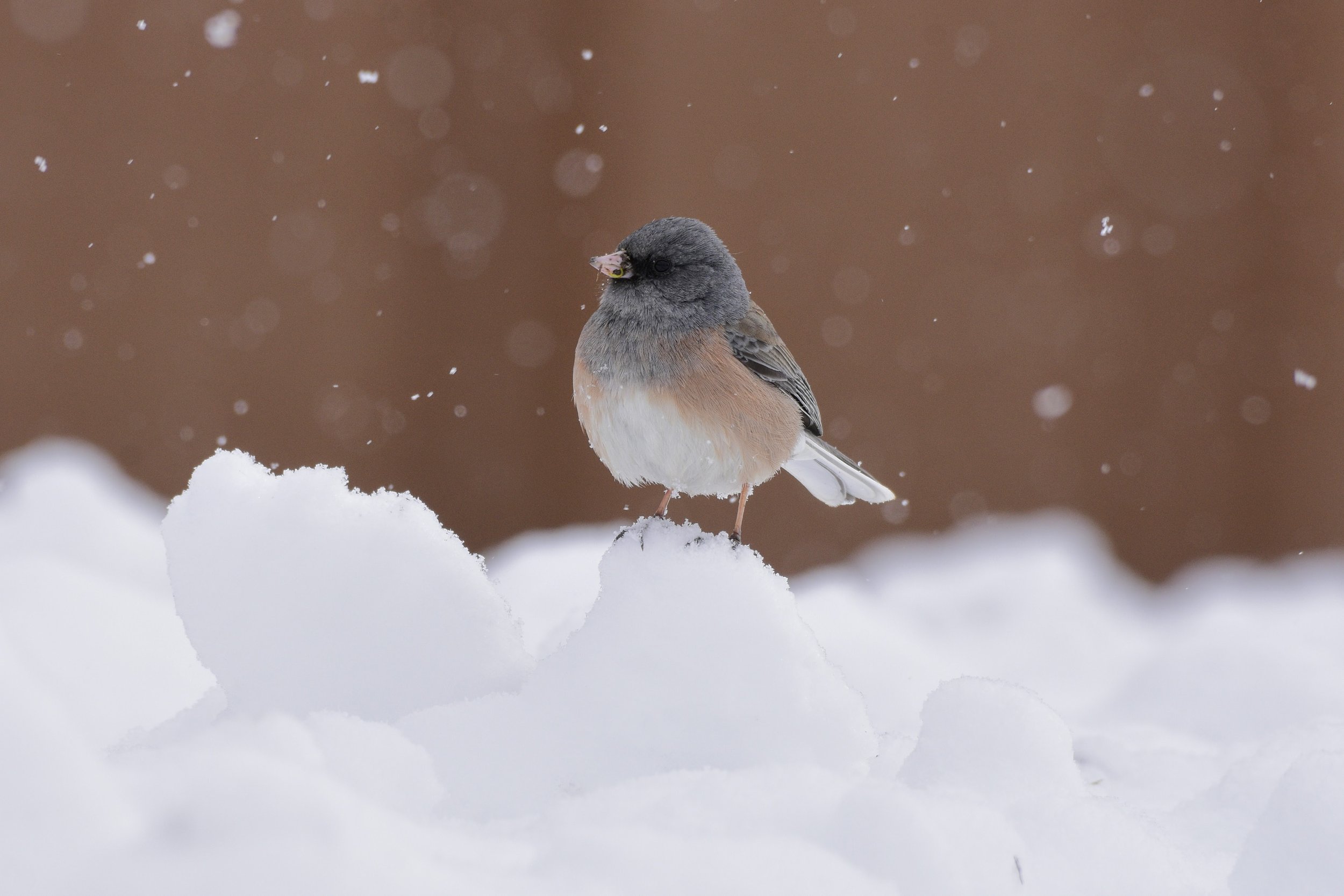 Pink-sided Junco - Junco hyemalis mearnsi