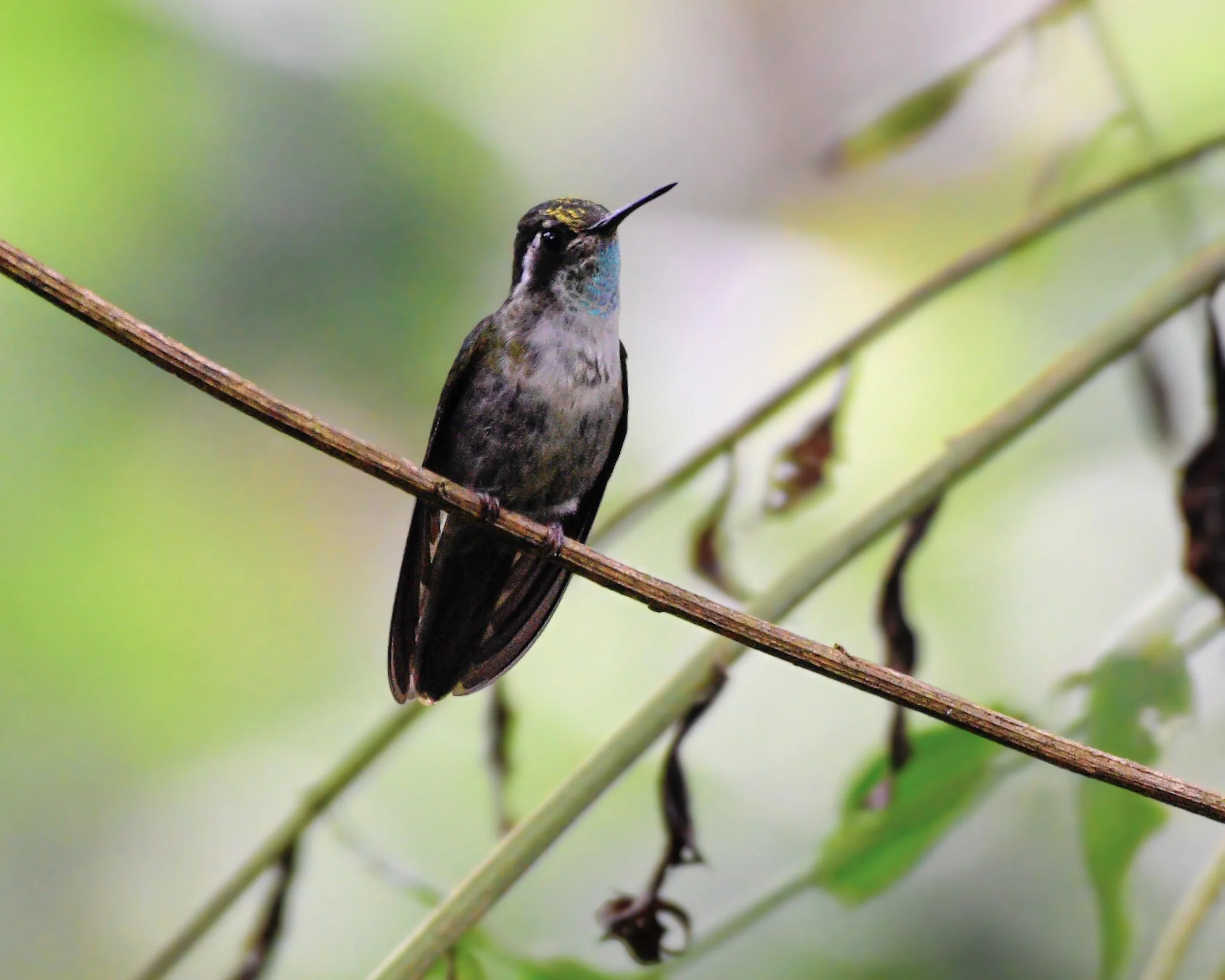 Green-throated Mountain-gem - Lampornis viridipallens | Chiapas, México