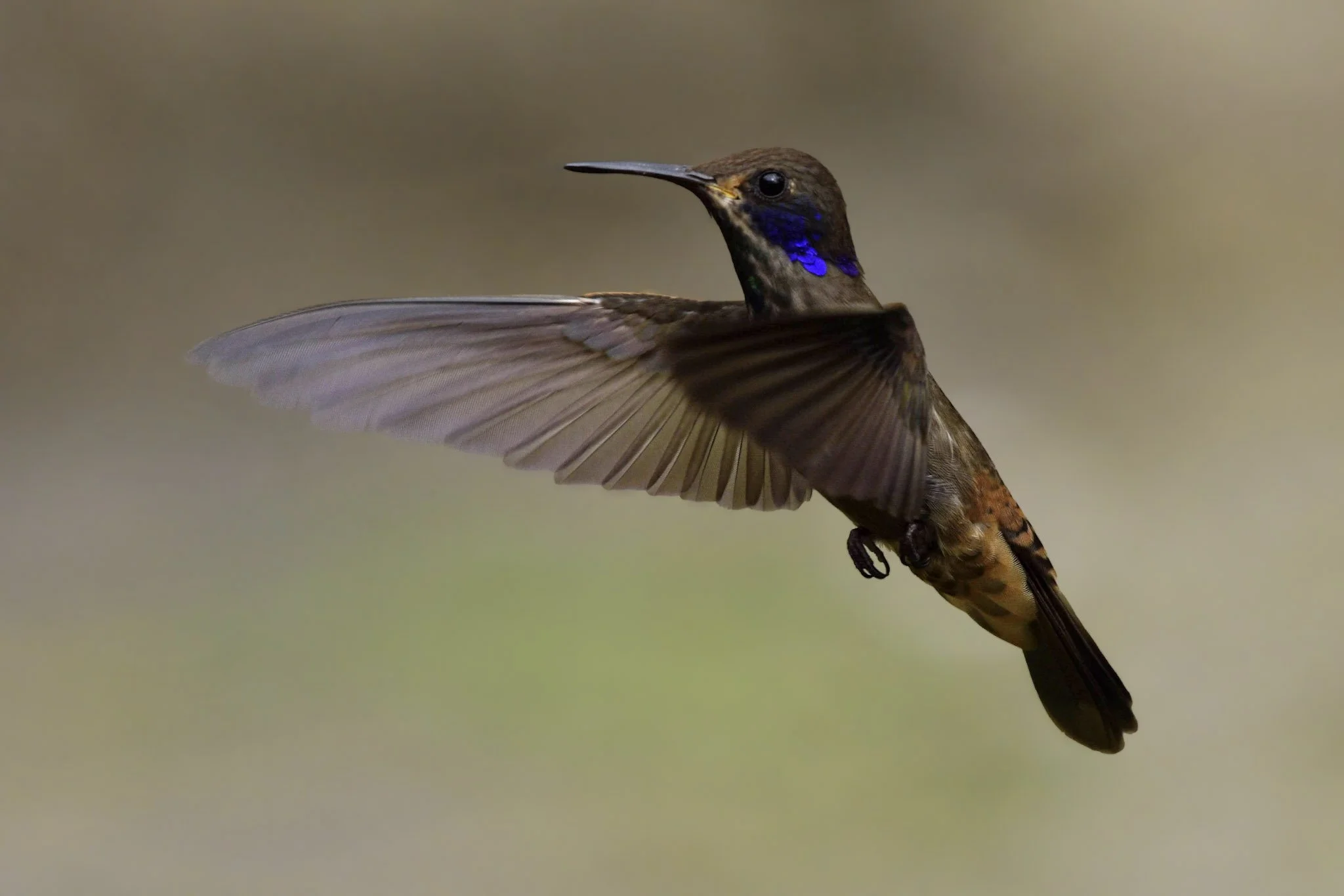 Brown Violetear - Colibri delphinae | Magdalena, Colombia