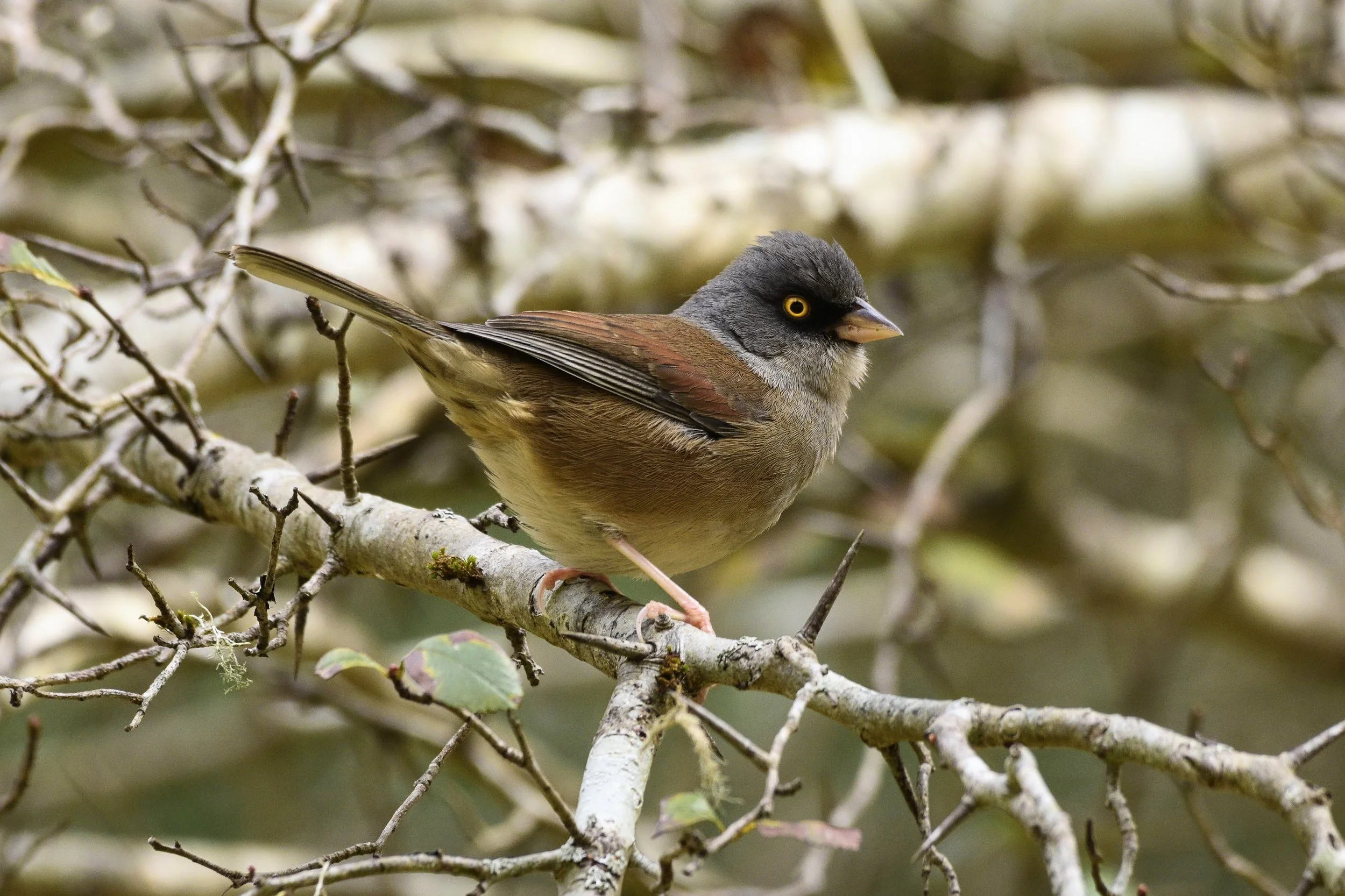 Yellow-eyed Junco - Junco phaeonotus