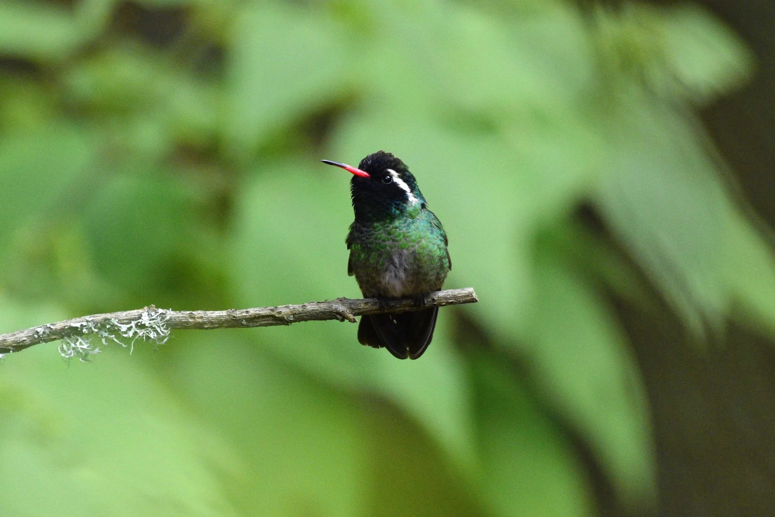 White-eared Hummingbird - Basilinna leucotis