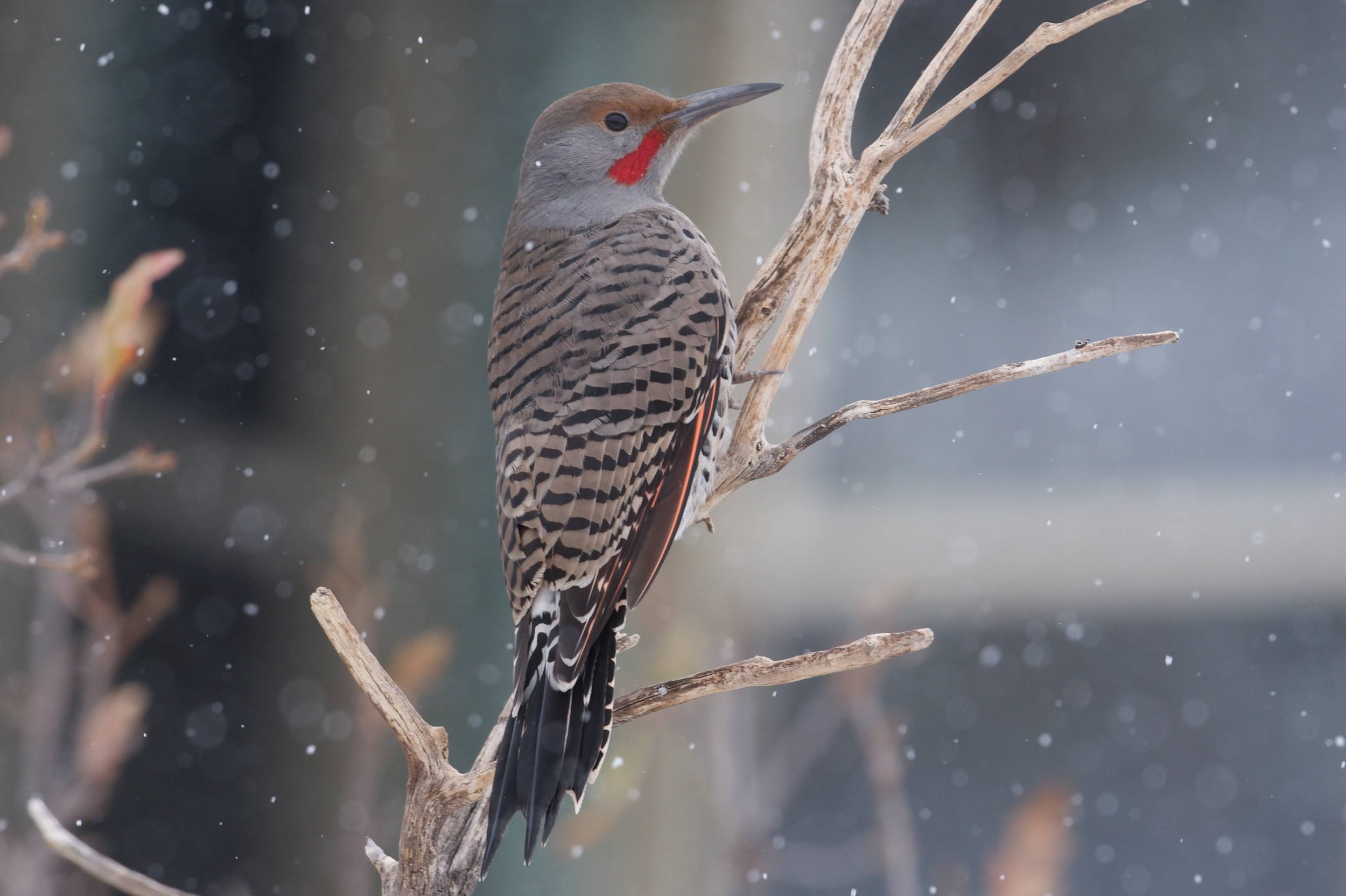 Northern Flicker - Colaptes auratus