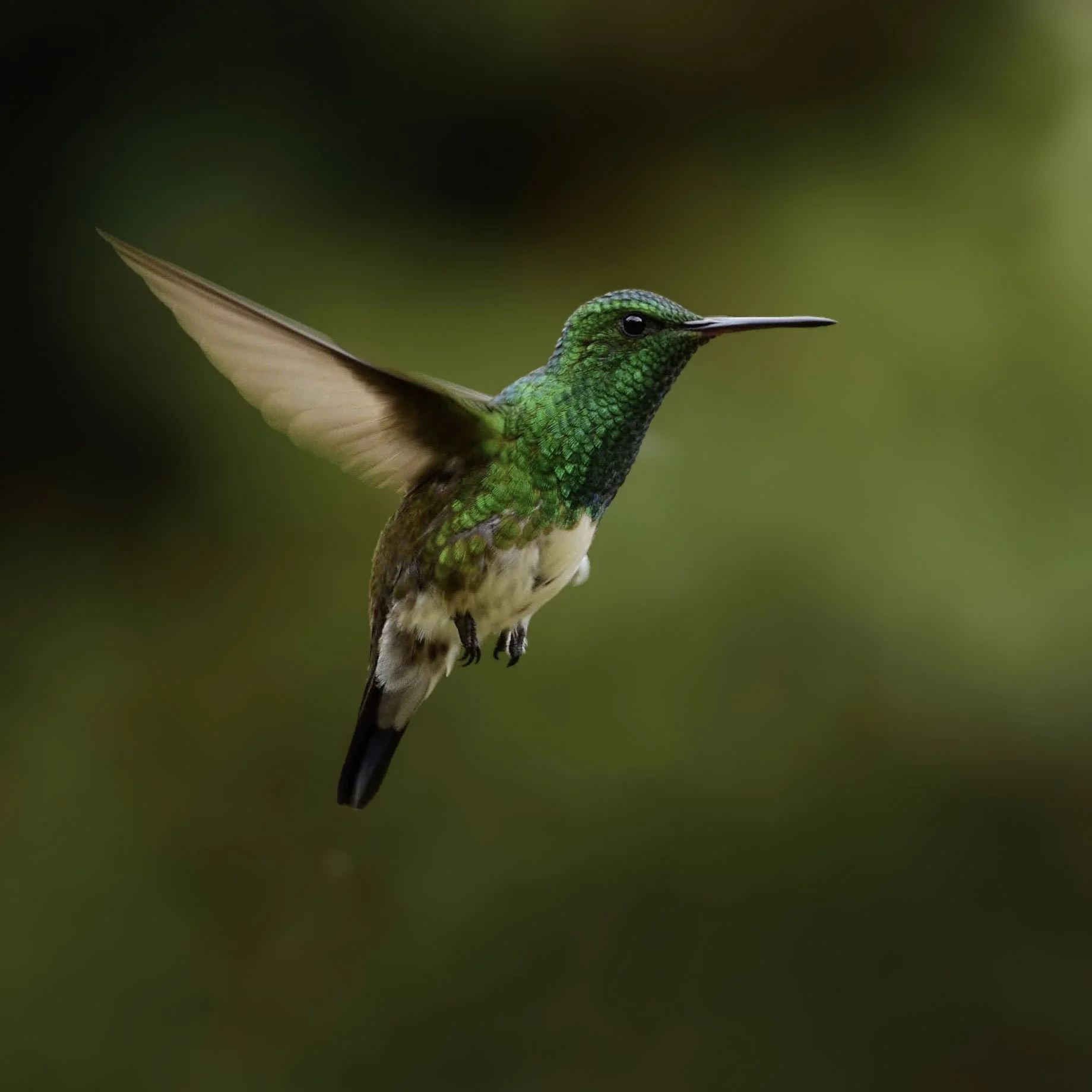 Snowy-bellied Hummingbird - Saucerottia edward | San José, Costa Rica
