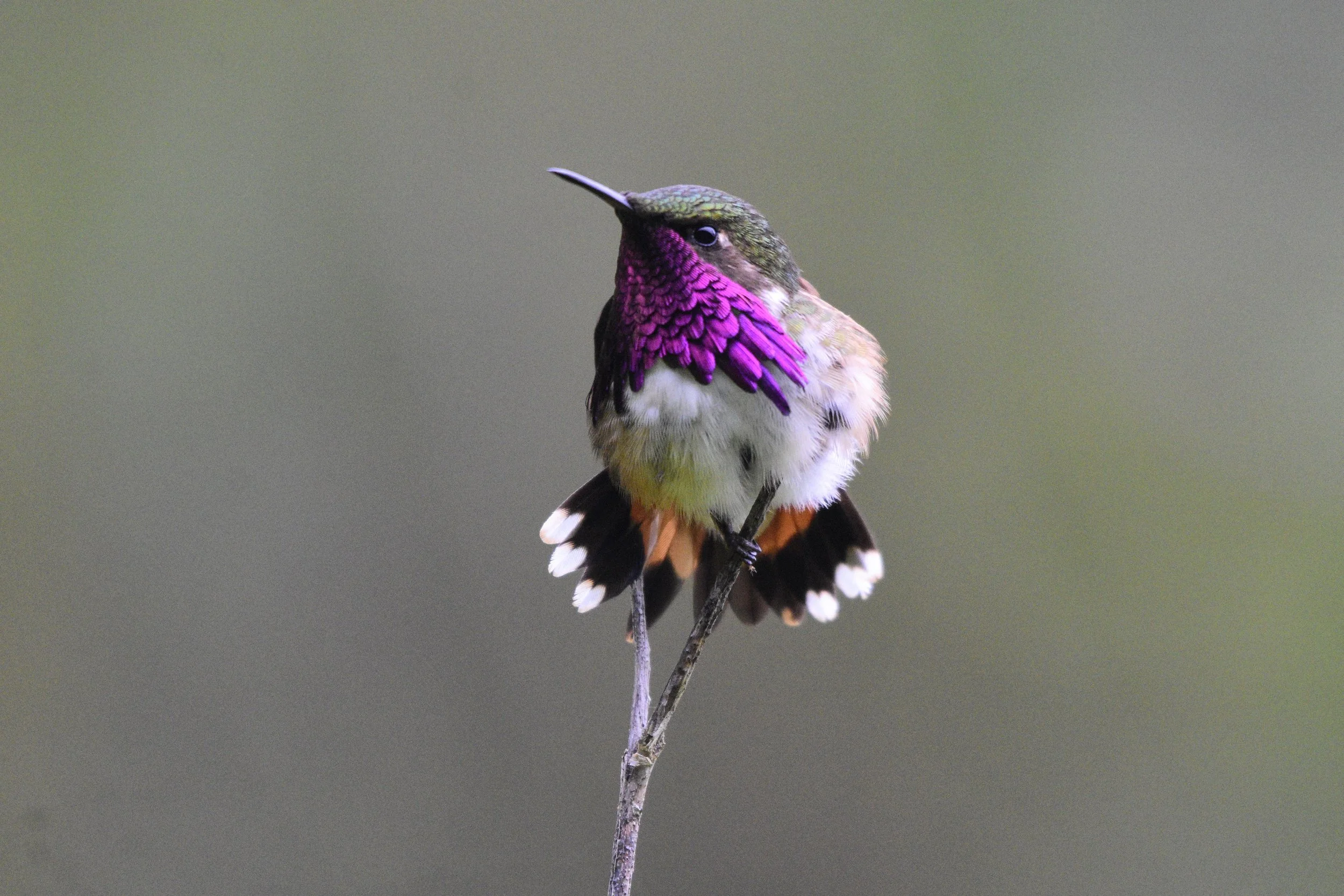 Wine-throated Hummingbird - Selasphorus ellioti