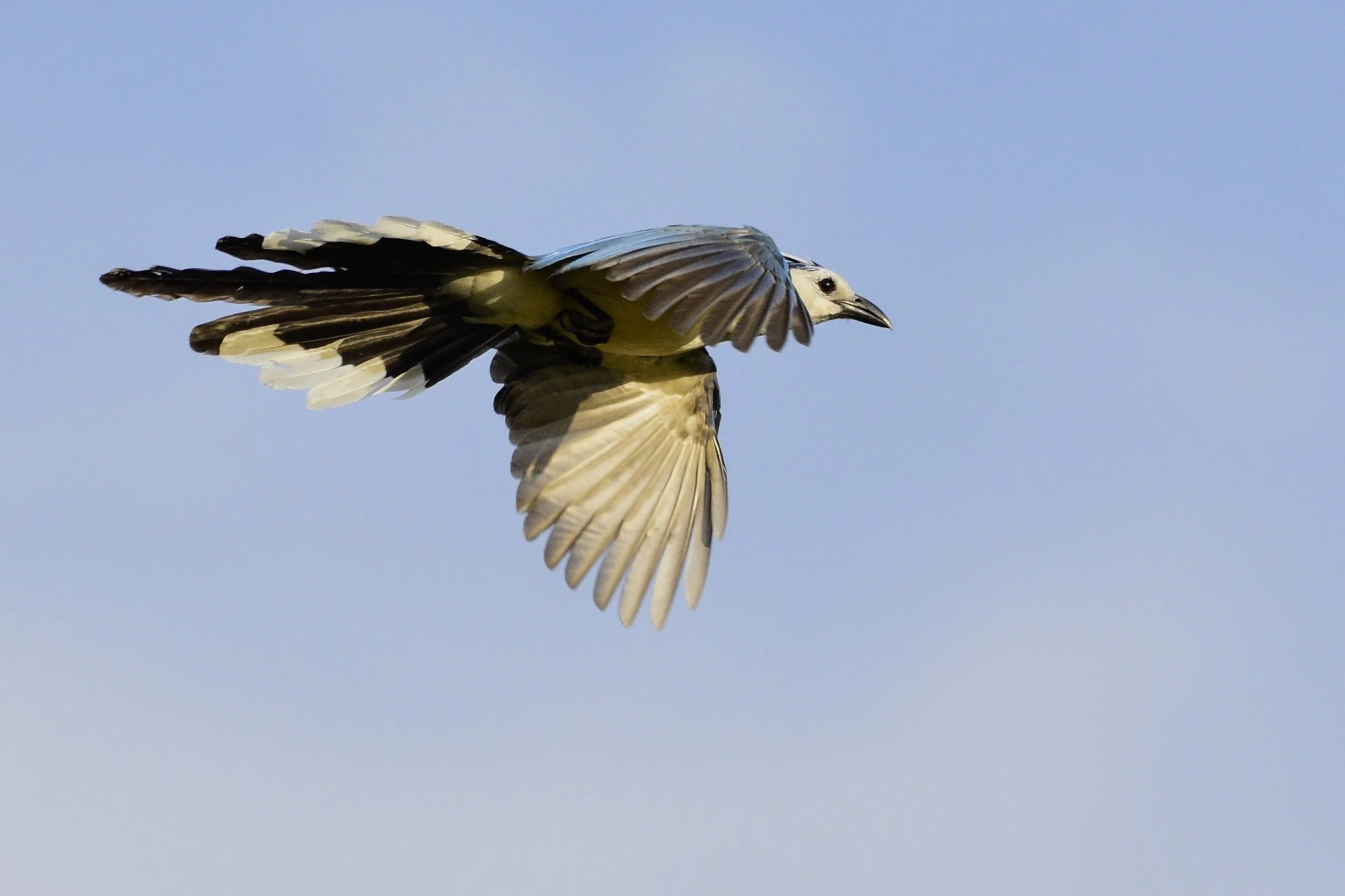White-throated Magpie-Jay - Calocitta formosa
