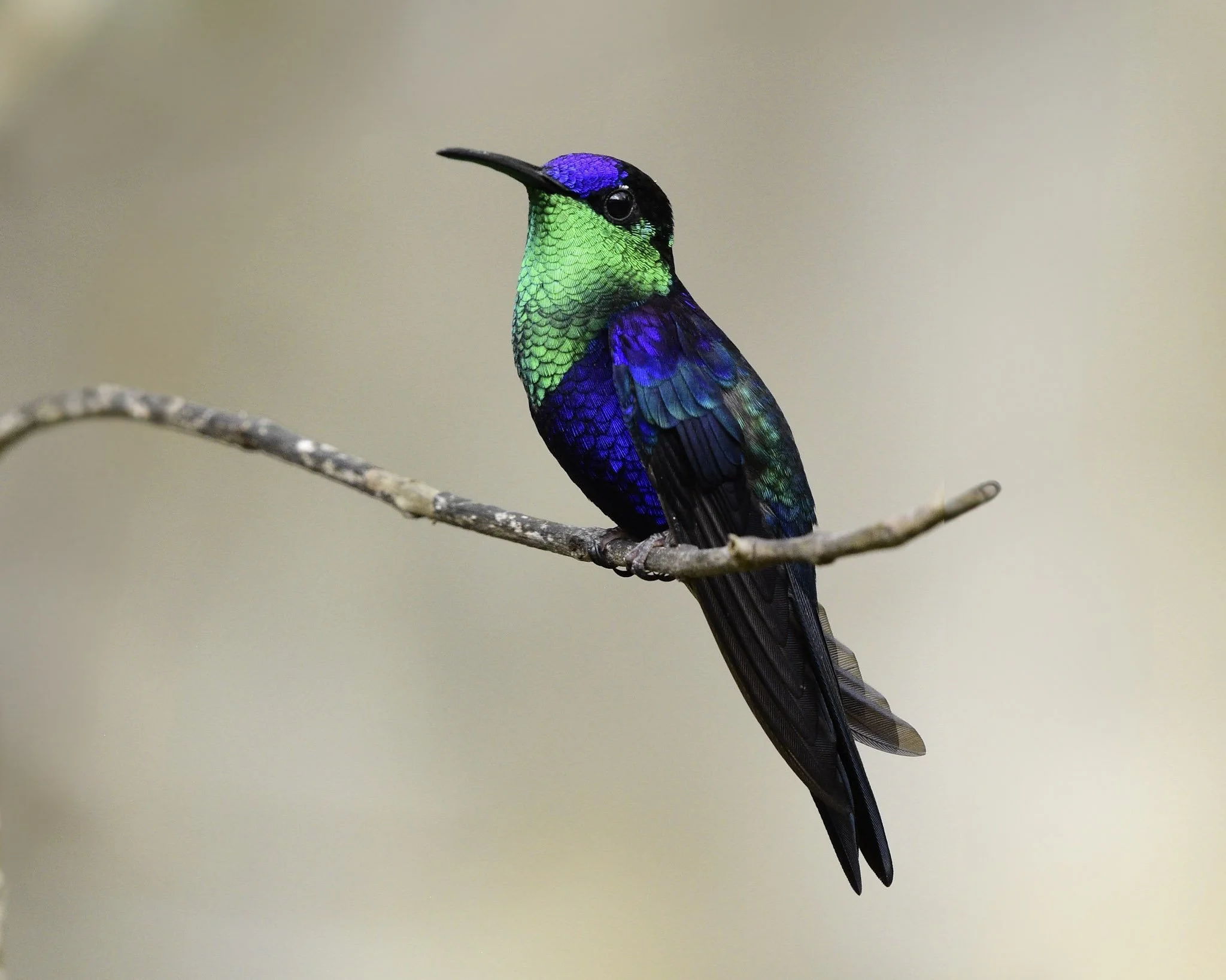 Crowned Woodnymph - Thalurania colombica | Magdalena, Colombia