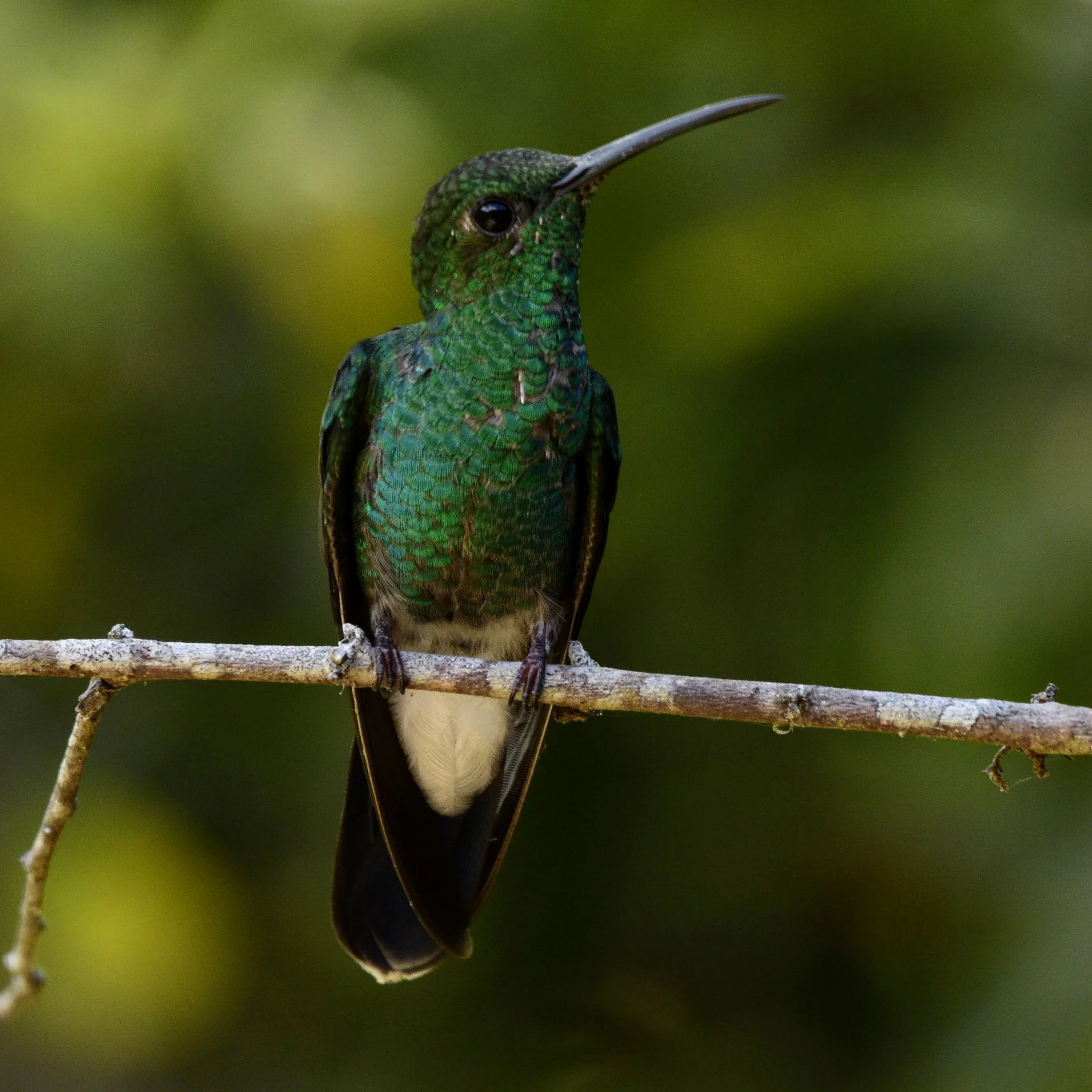 White-vented Plumeteer - Chalybura buffonii | Magdalena, Colombia