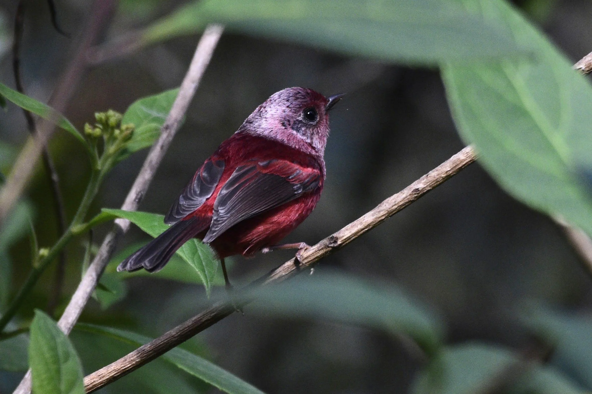 Pink-headed Warbler - Cardellina versicolor
