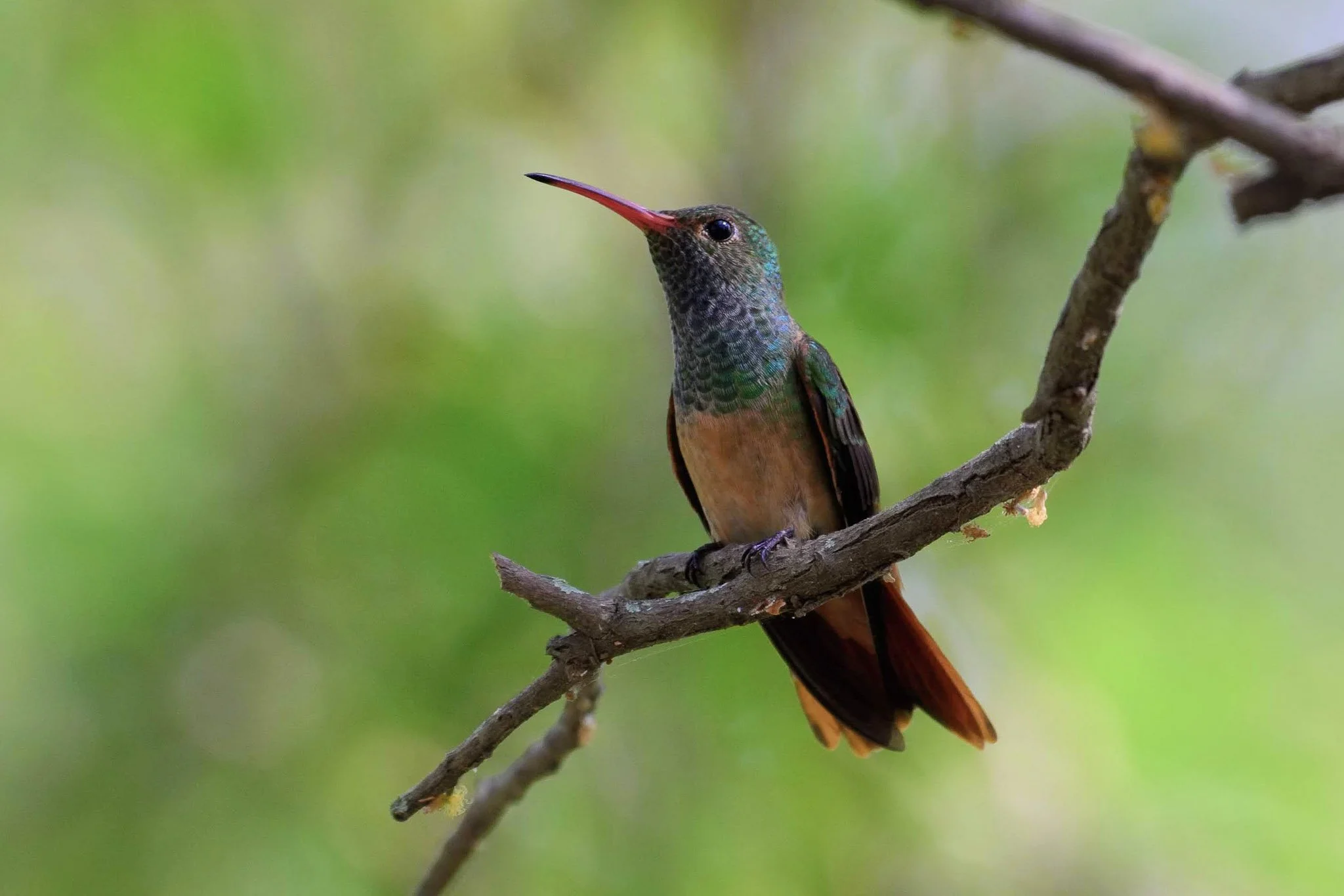 Buff-bellied Hummingbird - Amazilia yucatanensis | Texas, United States