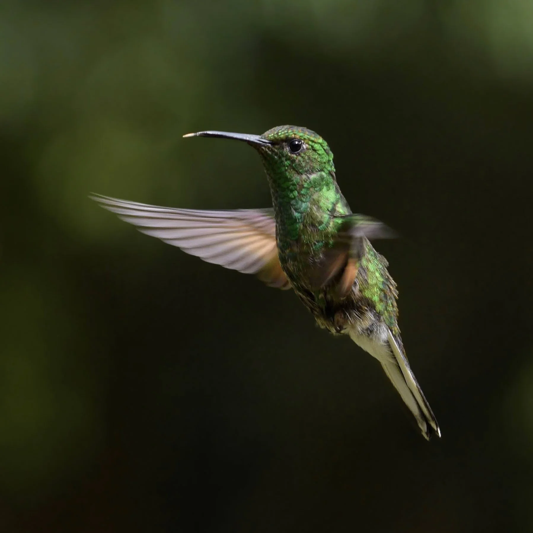 Stripe-tailed Hummingbird - Eupherusa eximia | San José, Costa Rica