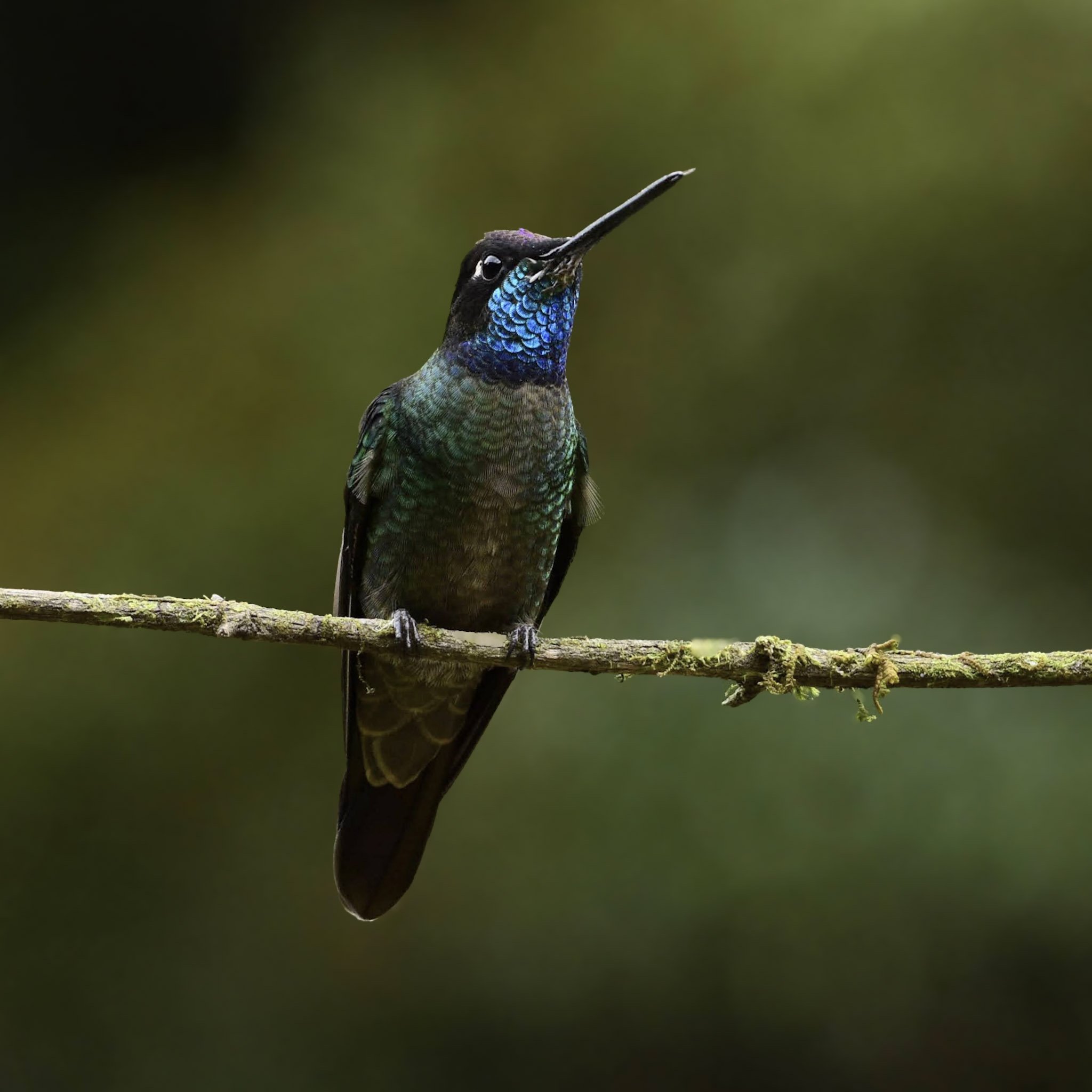 Talamanca Hummingbird - Eugenes spectabilis | San José, Costa Rica