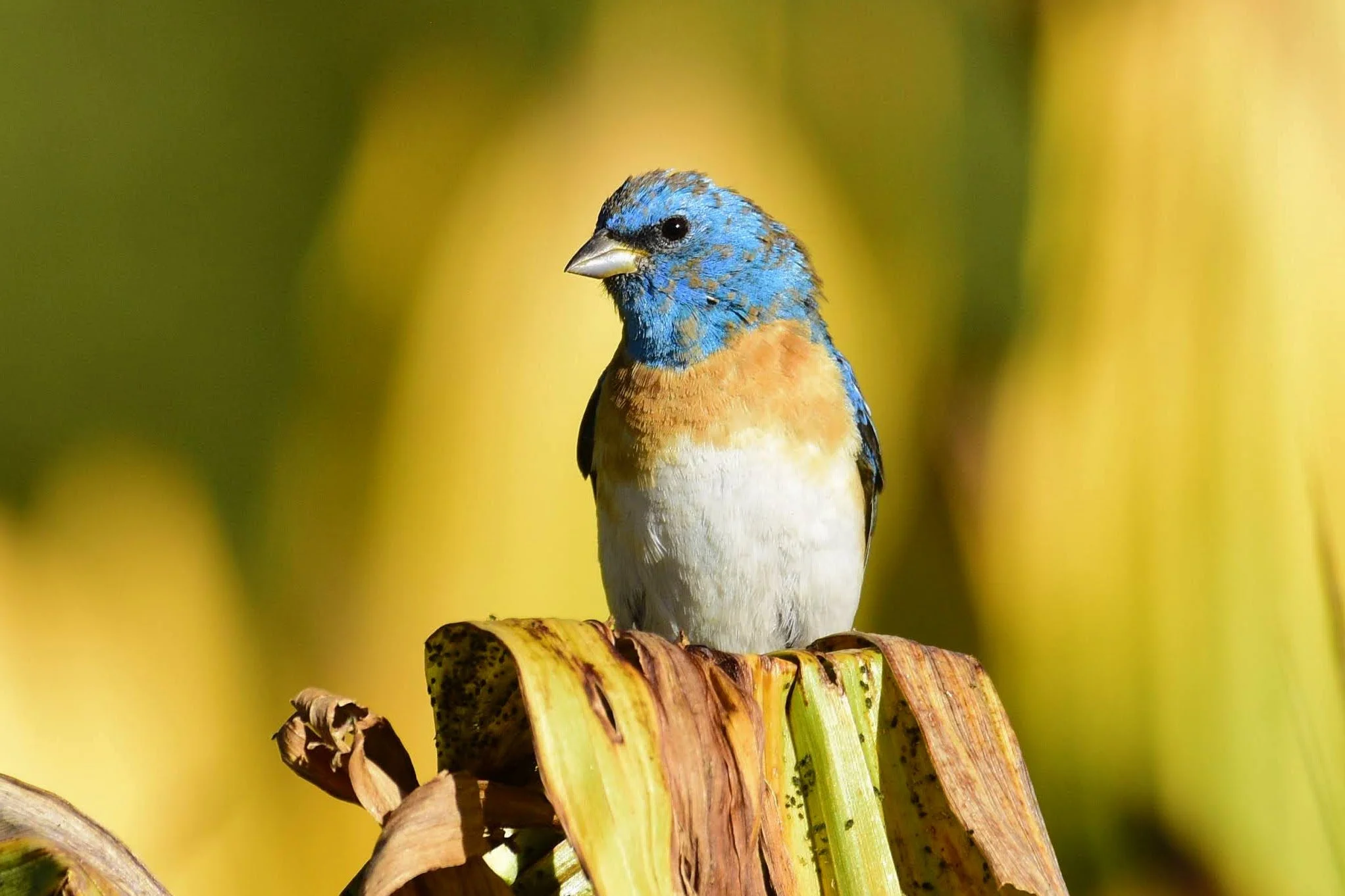 Lazuli Bunting - Passerina amoena