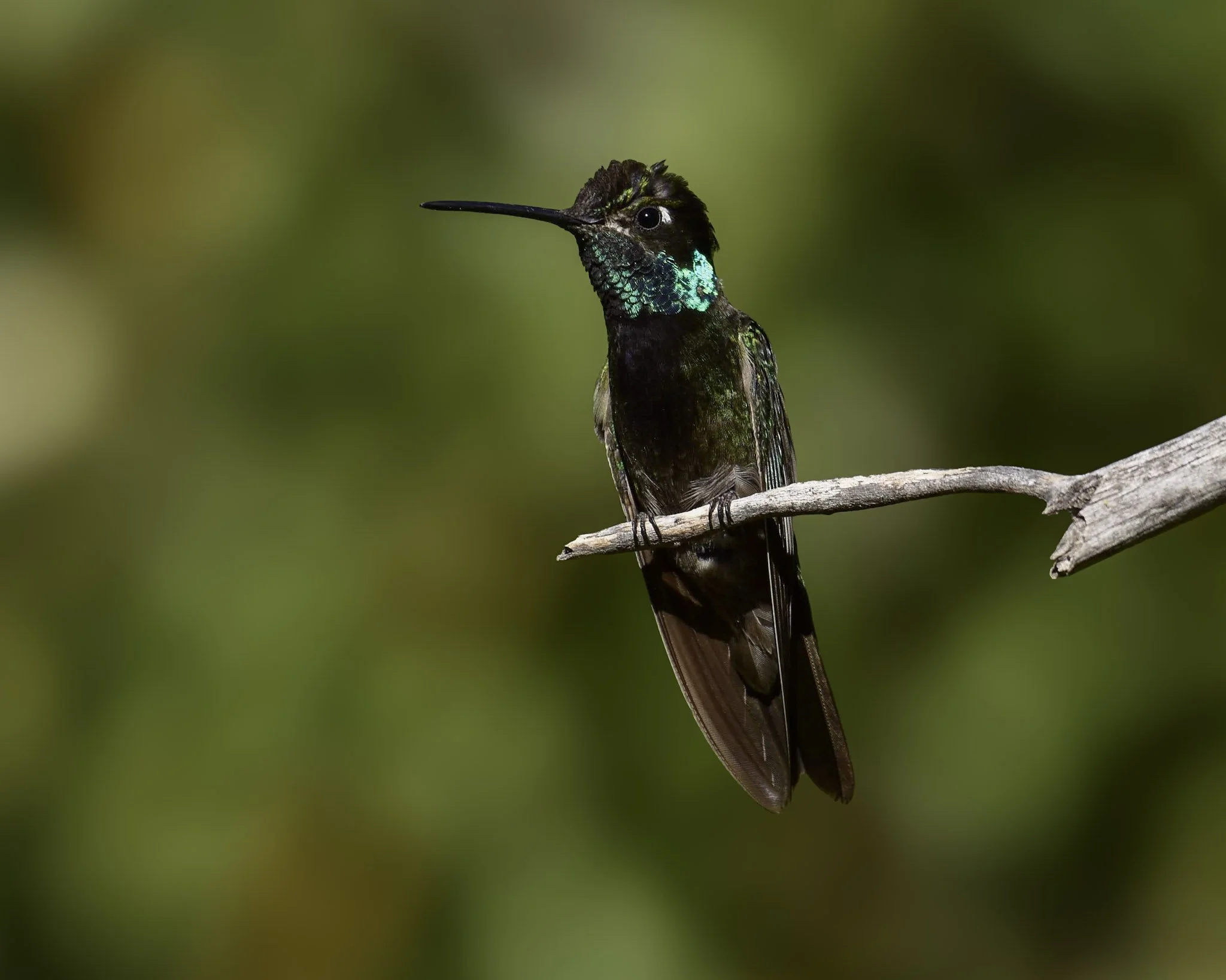 Rivoli's Hummingbird - Eugenes fulgens | Arizona, United States