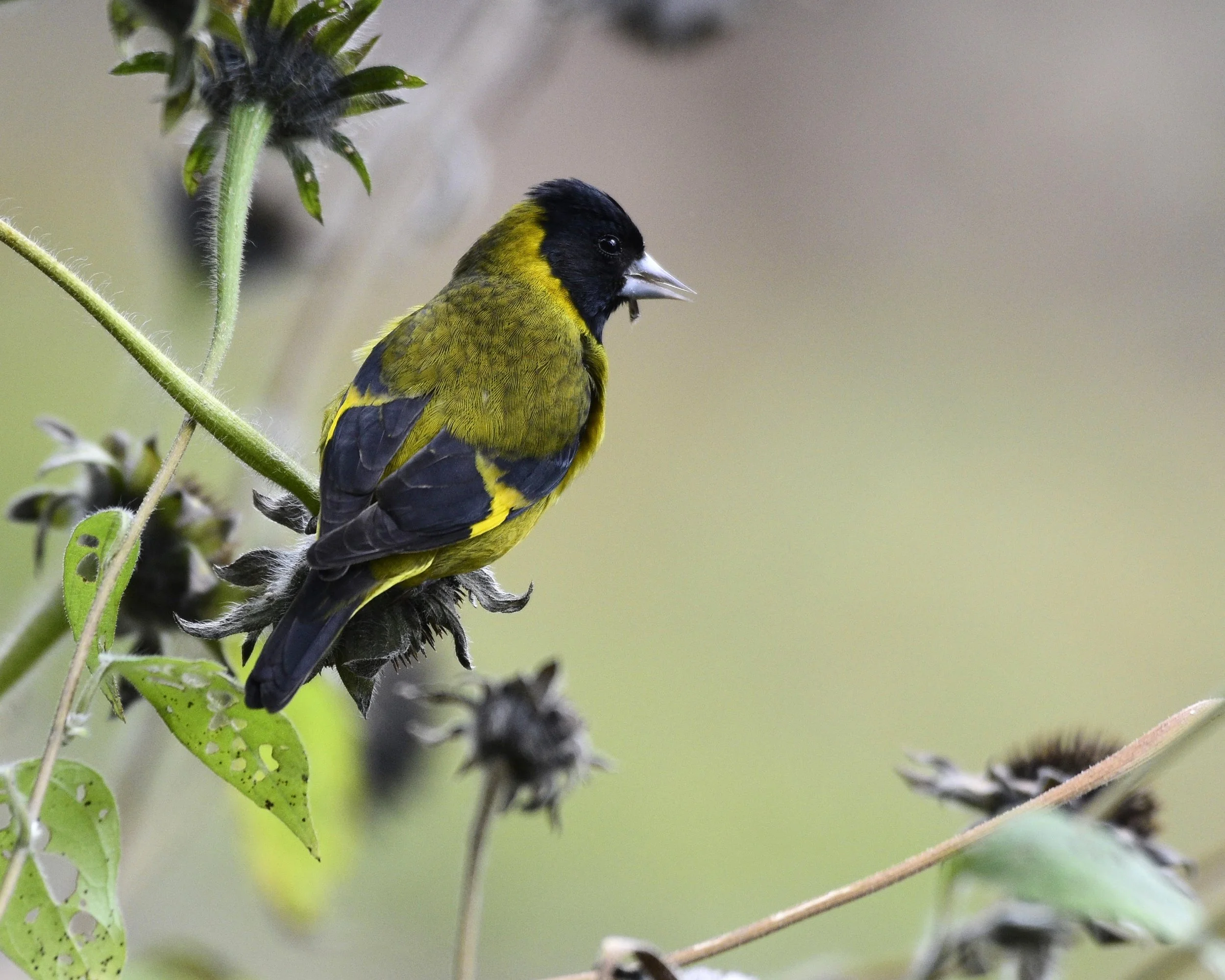 Black-headed Siskin - Spinus notata