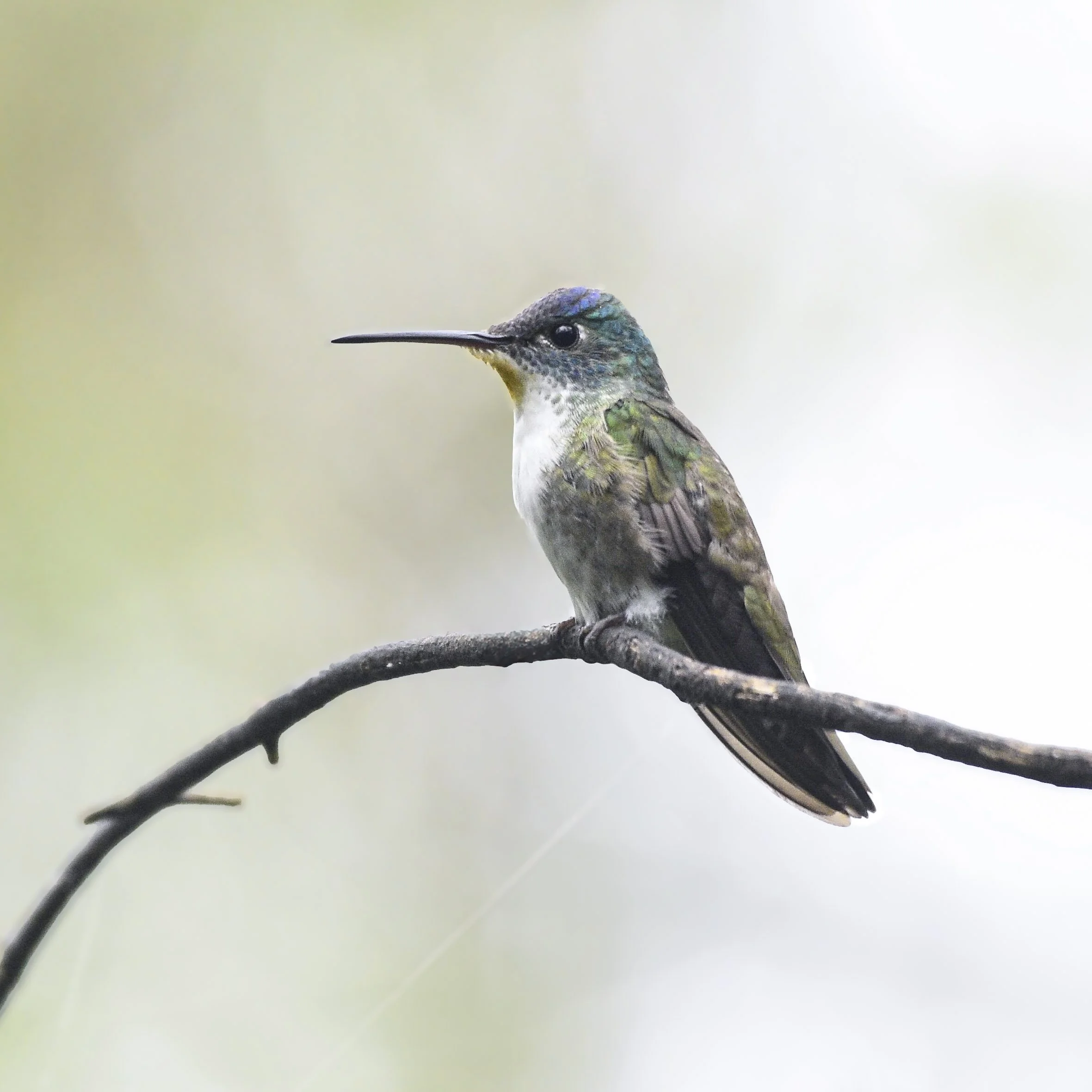 Azure-crowned Hummingbird - Saucerottia cyanocephala | Chiapas México