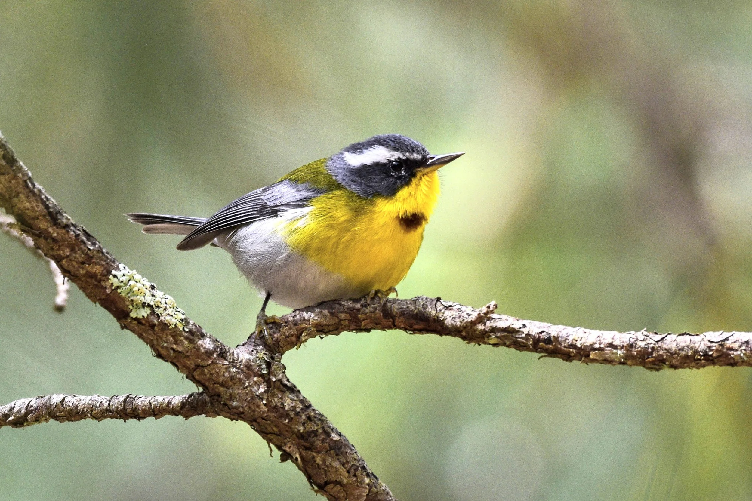 Crescent-chested Warbler - Oreothlypis superciliosa