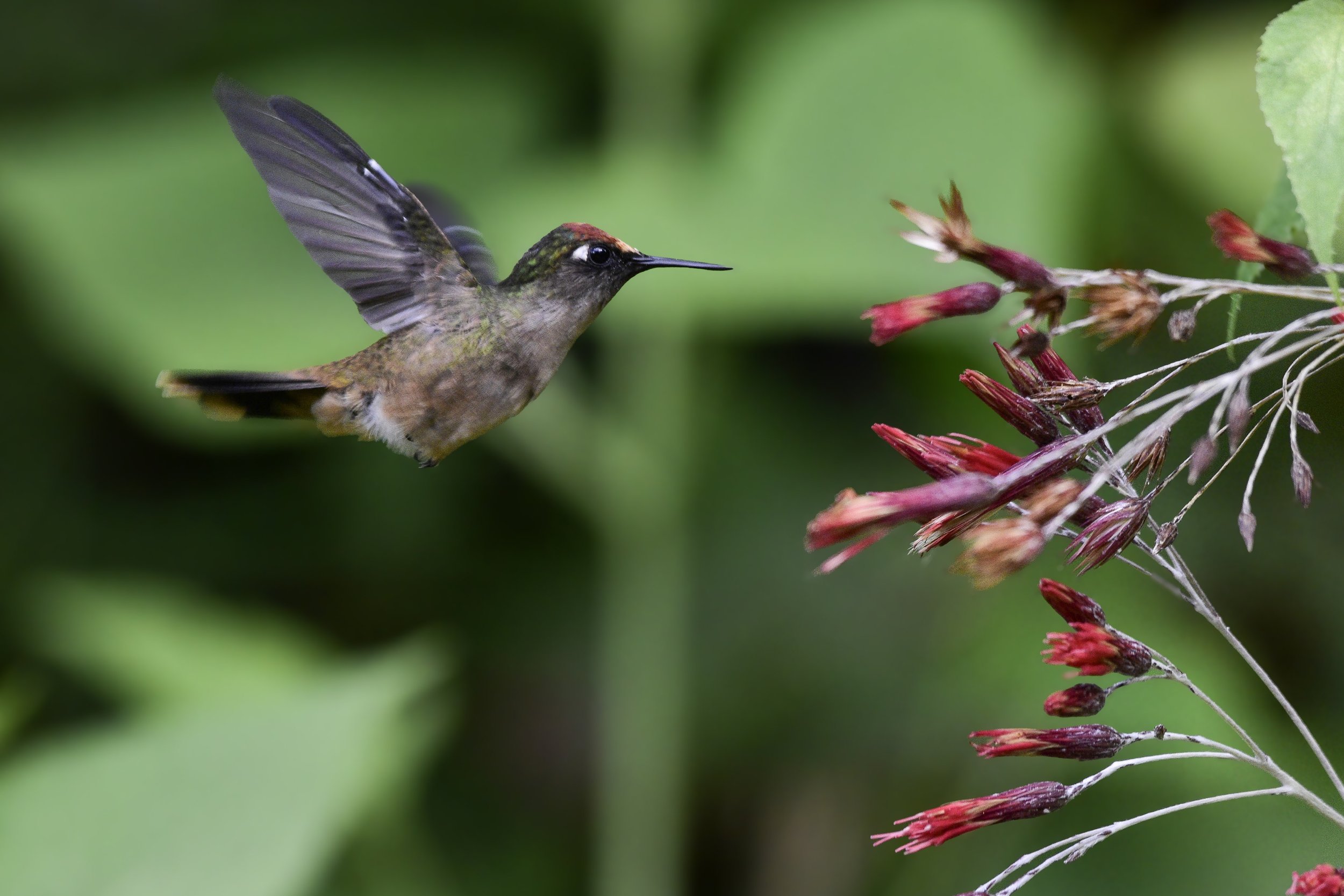 Santa Marta Blossomcrown - Anthocephala floriceps | Magdalena, Colombia