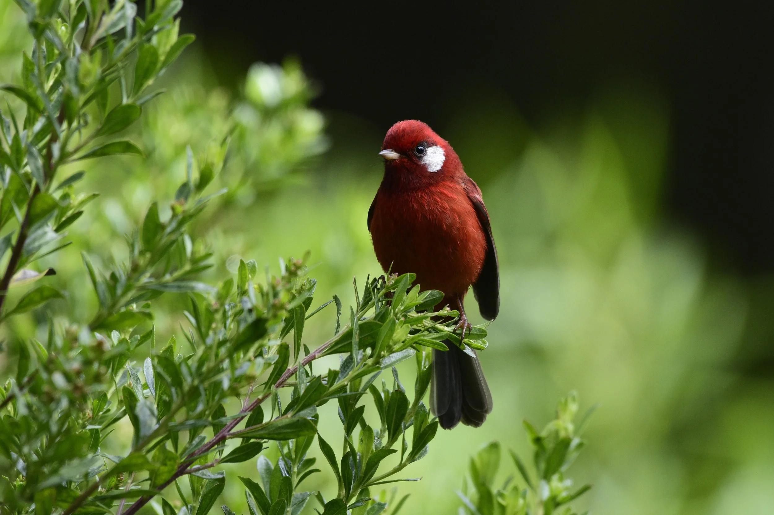 Red Warbler - Cardellina ruber