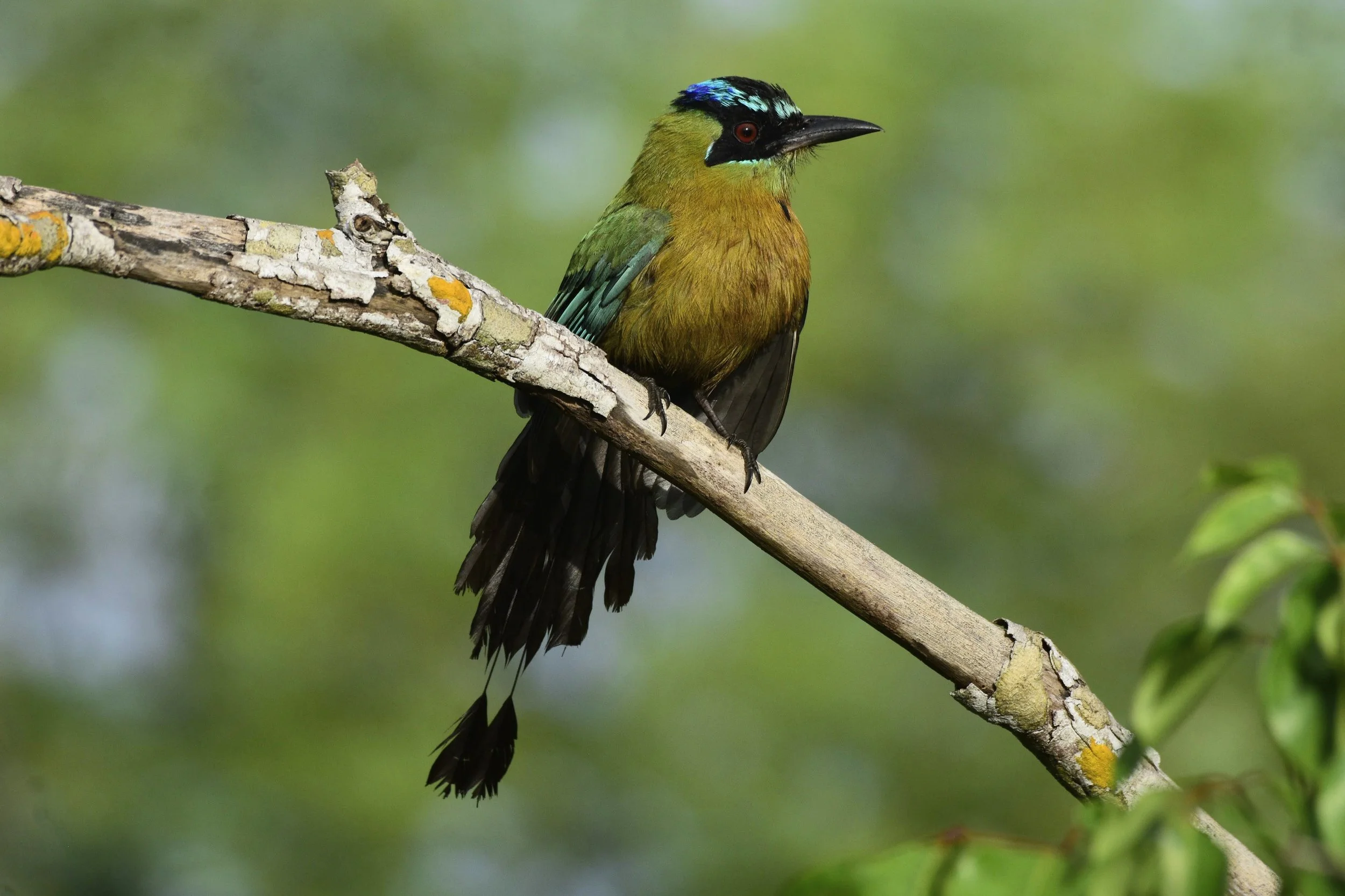 Lesson's Motmot - Momotus lessonii | Yucatán, Mexico