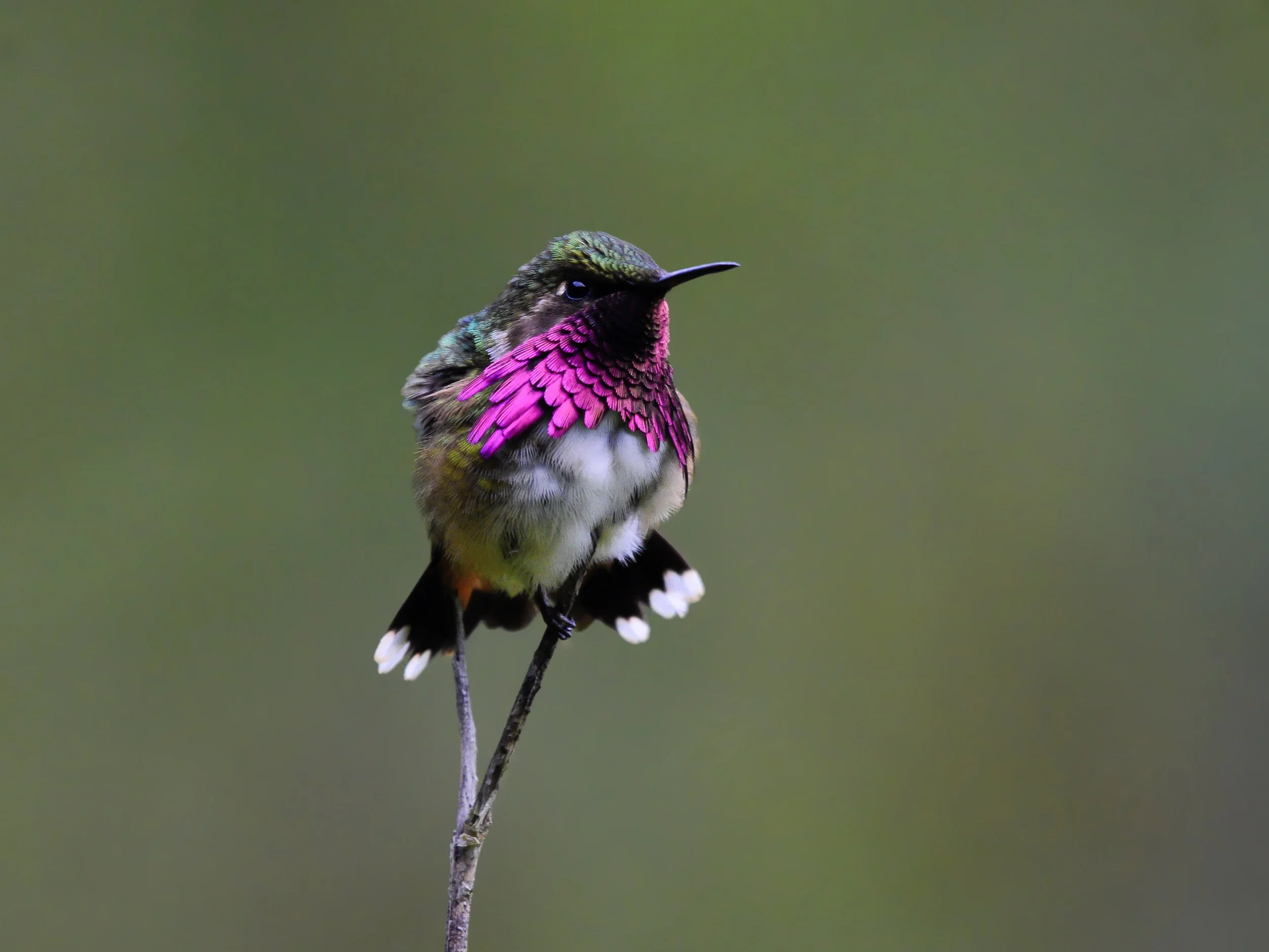 Wine-throated Hummingbird - Selasphorus eliotti | Chiapas, México
