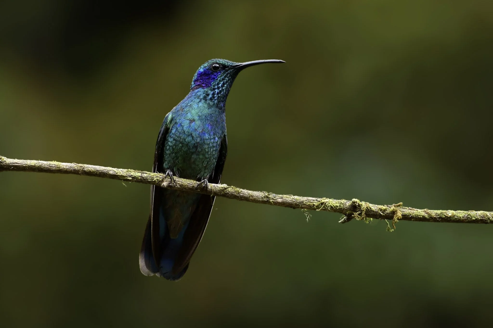 Lesser Violetear - Colibri cyanotus | San José, Costa Rica