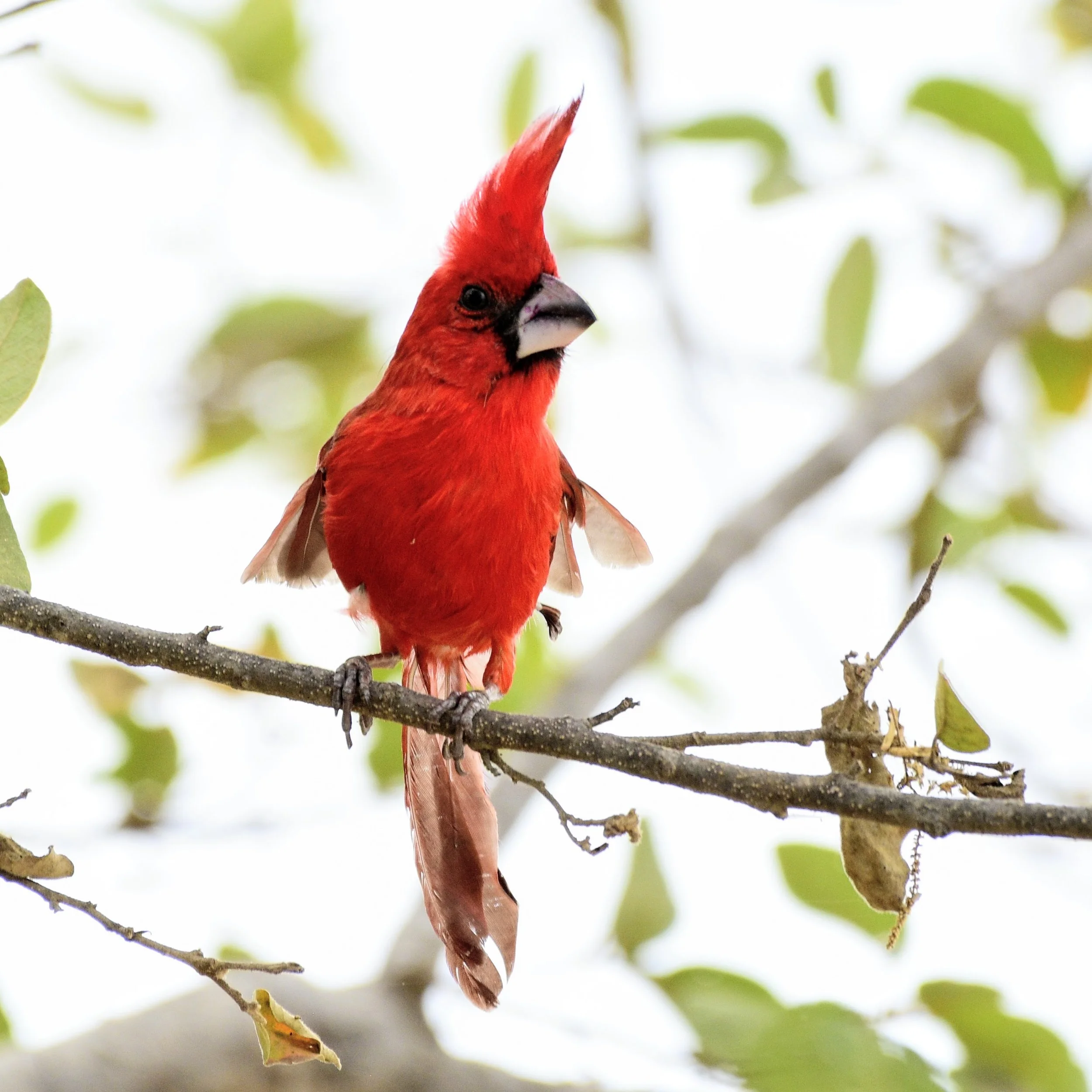 Vermilion Cardinal - Cardinalis phoeniceus | La Guajira, Colombia