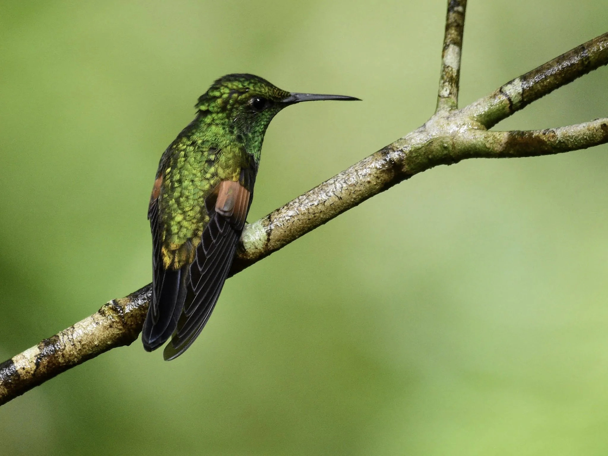 Stripe-tailed Hummingbird - Eupherusa eximia | San José, Costa Rica