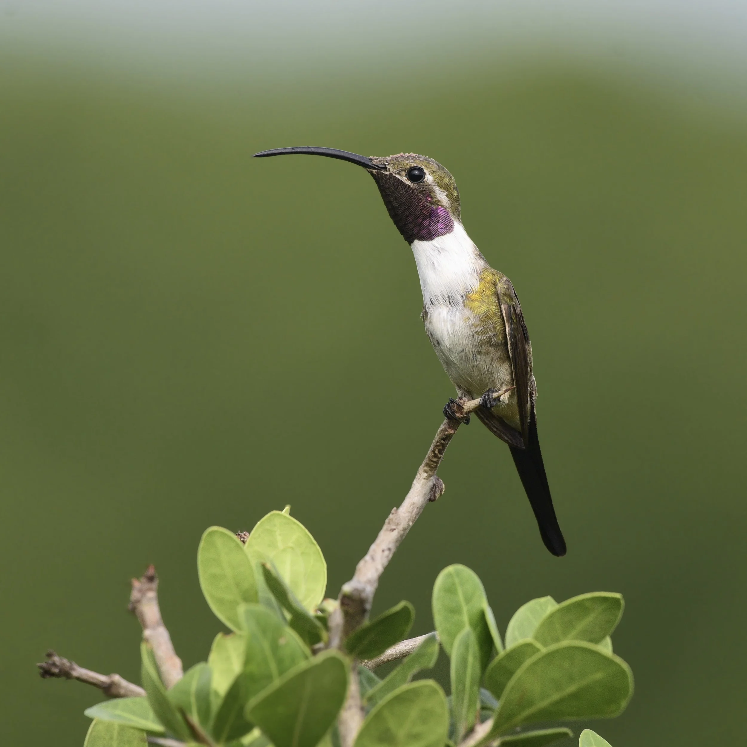 Mexican Sheartail - Doricha eliza | Veracruz, México