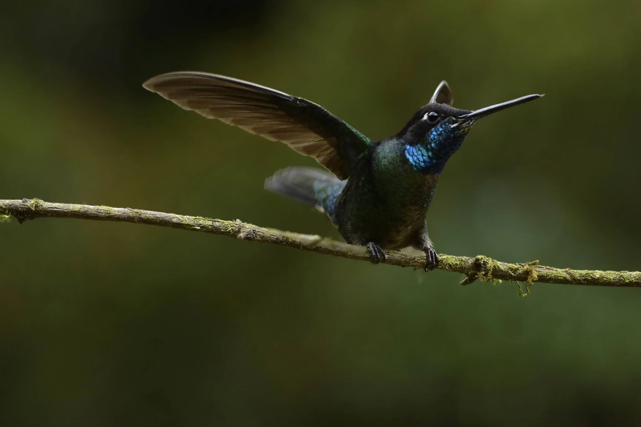 Talamanca Hummingbird - Eugenes spectabilis | San José, Costa Rica