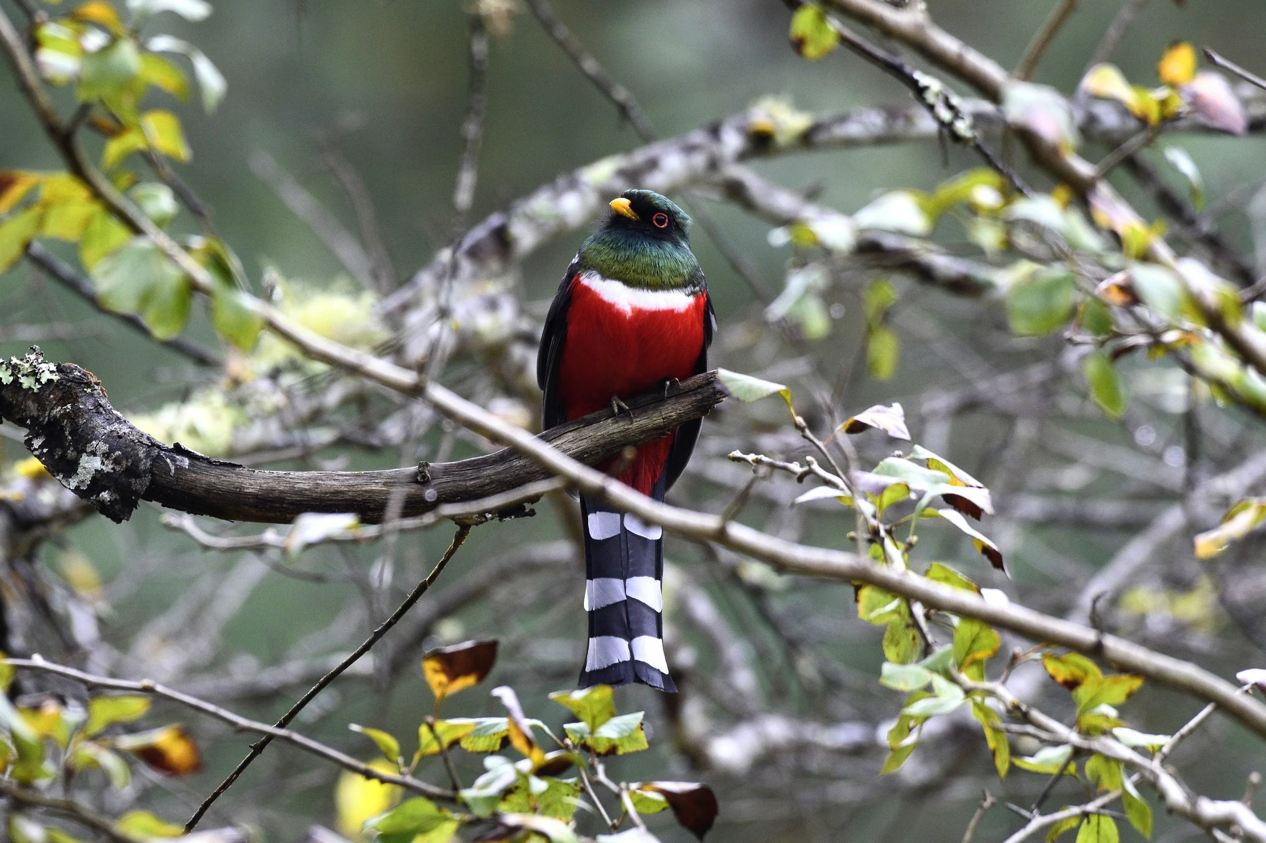 Mountain Trogon - Trogon mexicanus
